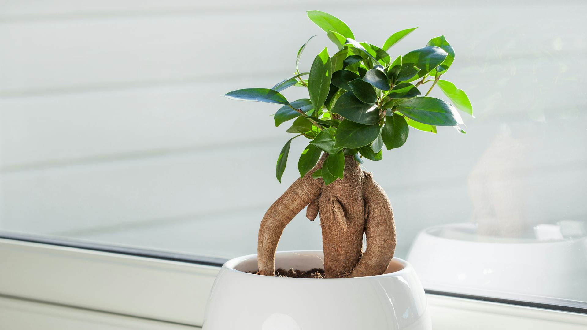 Lorbeerfeige in einem Topf am Fenster