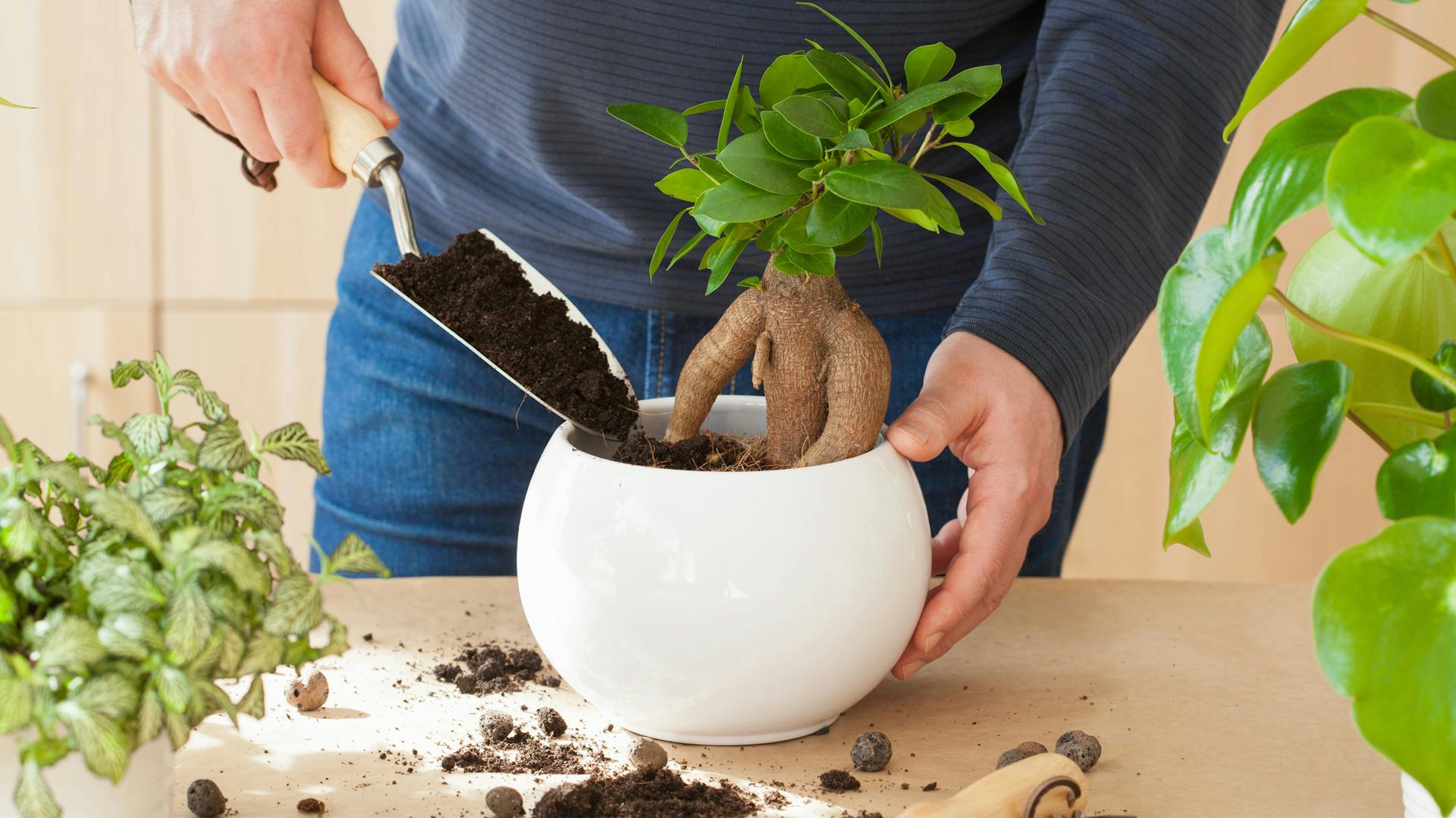 Ein Mann topft eine Lorbeerfeige um