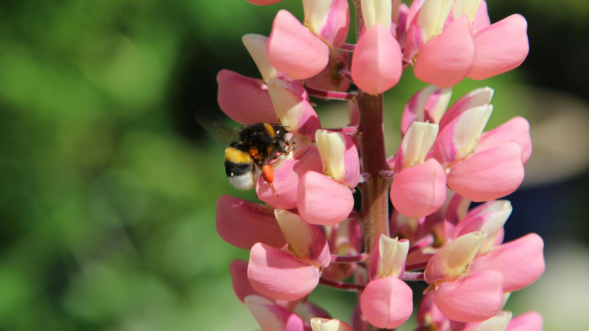 Rosa blühende Lupine mit einer Hummel.