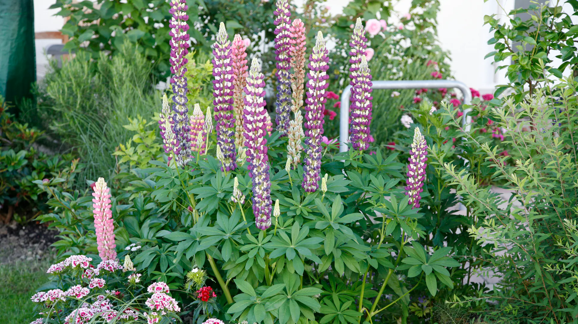 Russel-Hybride der Lupine wachsen als Staudenbeet im Garten.