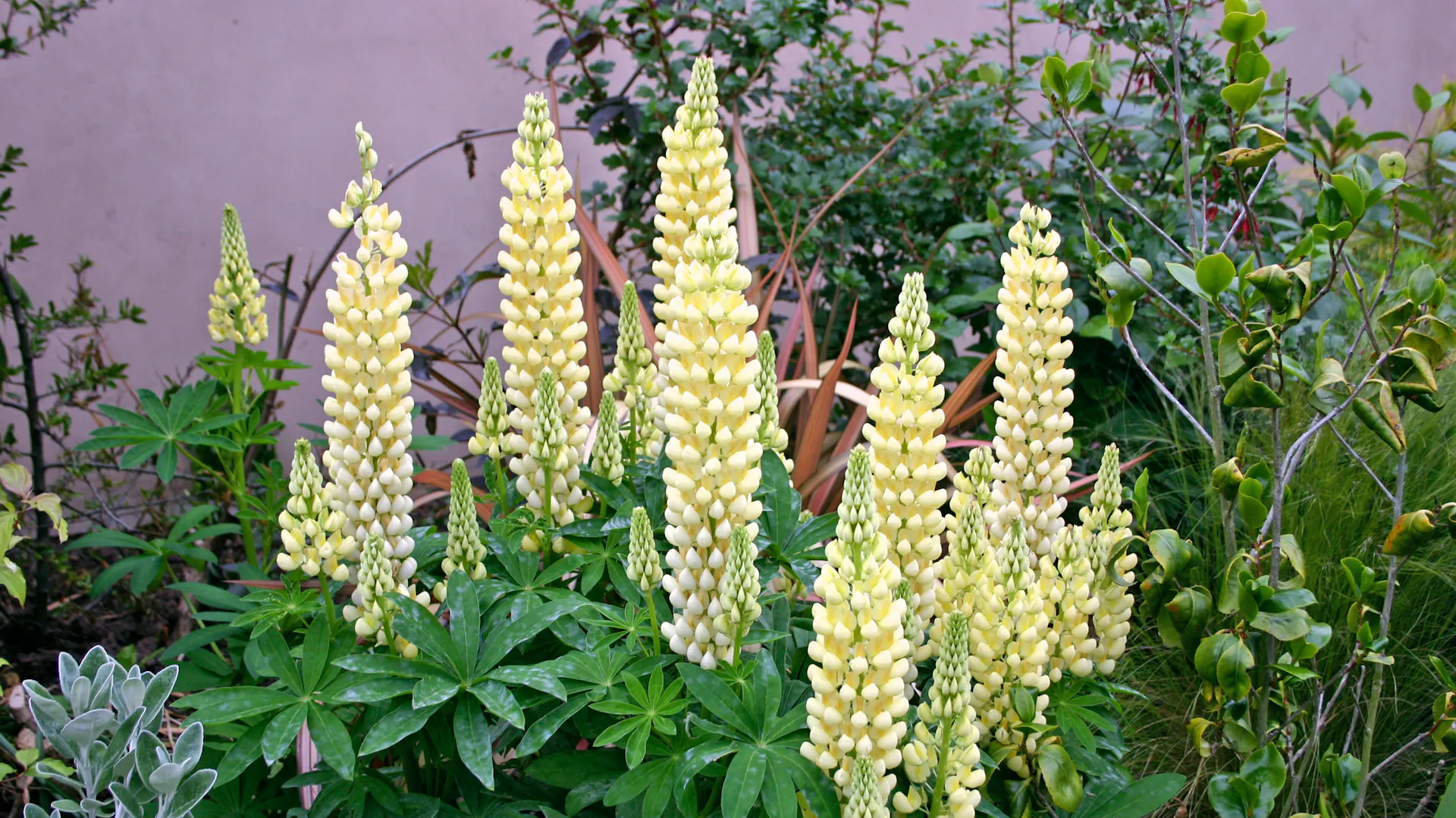 Lupine der Sorte „Kronleuchter“ wachsen in einem Garten.