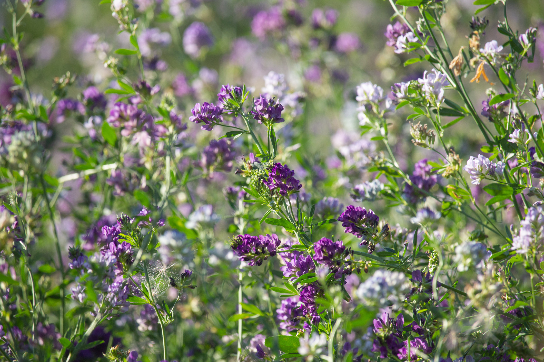 Luzerne Eigenschaften und Tipps im Überblick OBI