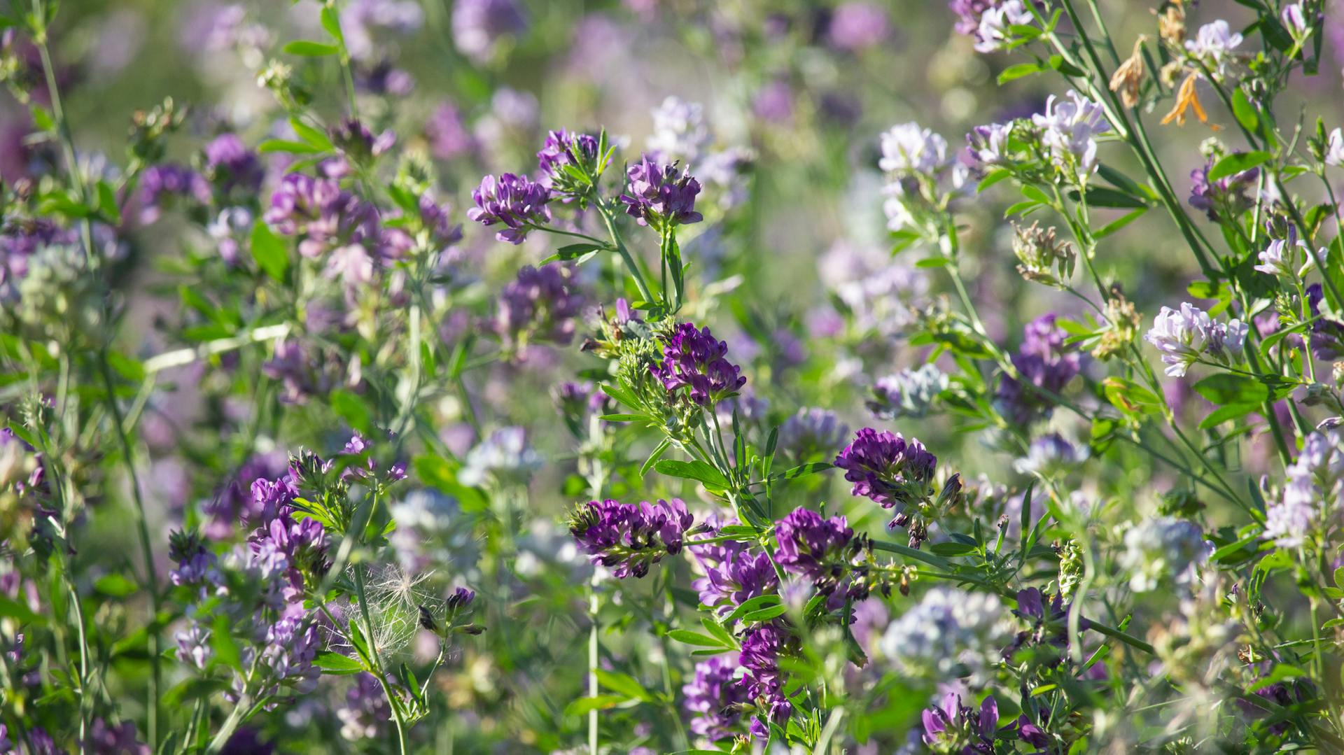 Luzerne Eigenschaften Und Tipps Im berblick OBI luzerne-eigenschaften-und-tipps-im-berblick-obi