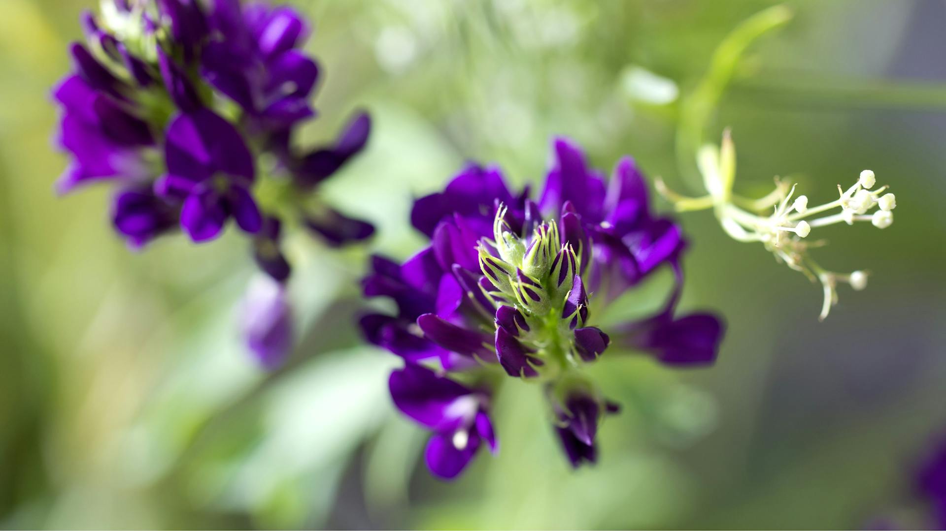 Lila Blüten an der Luzerne