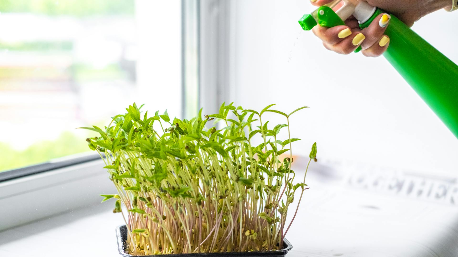 Jemand wässert Luzerne in einer Anzuchtschalte mit der Sprühflasche.