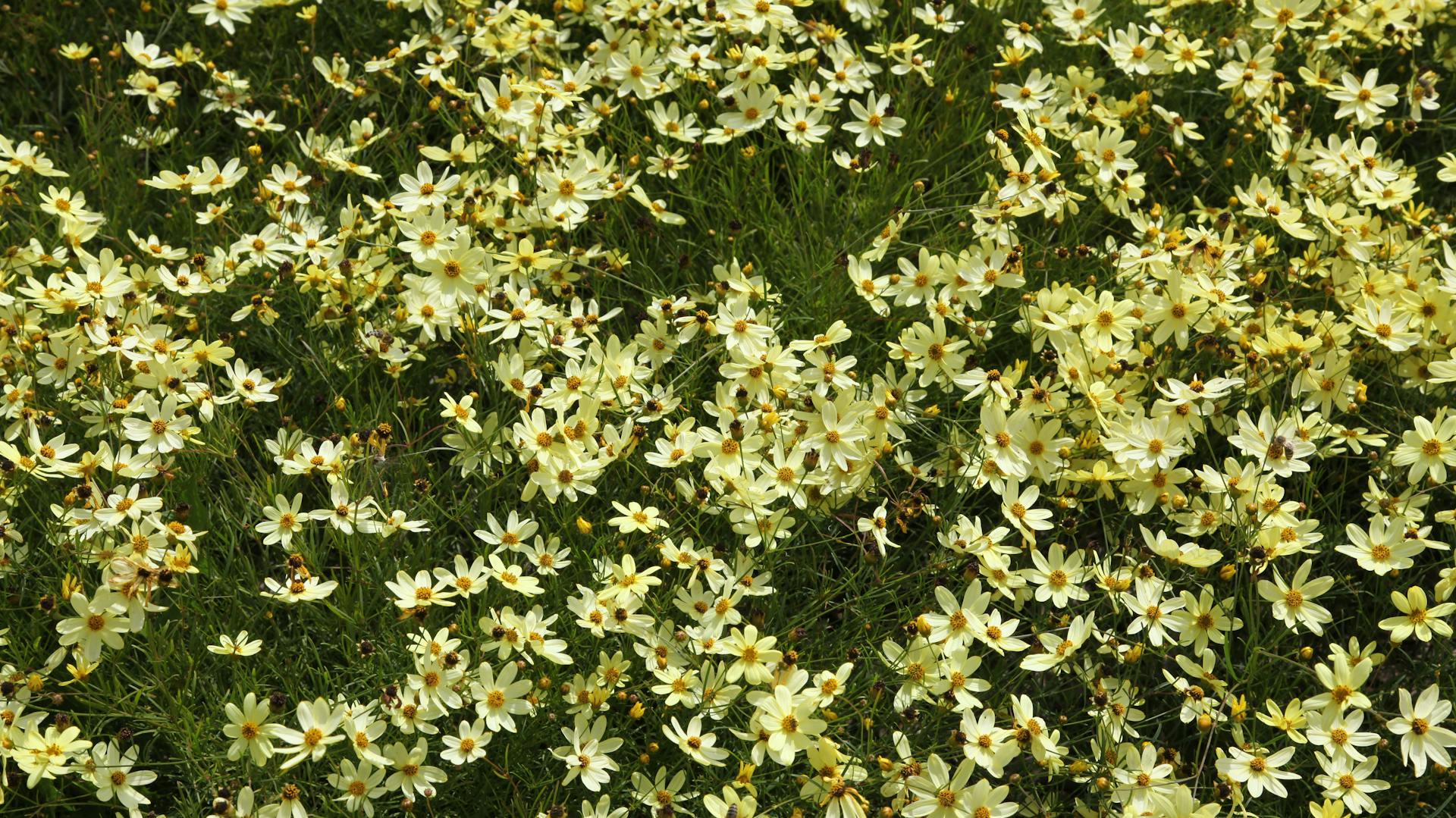 Viele Mädchenaugen blühen in einem Beet.