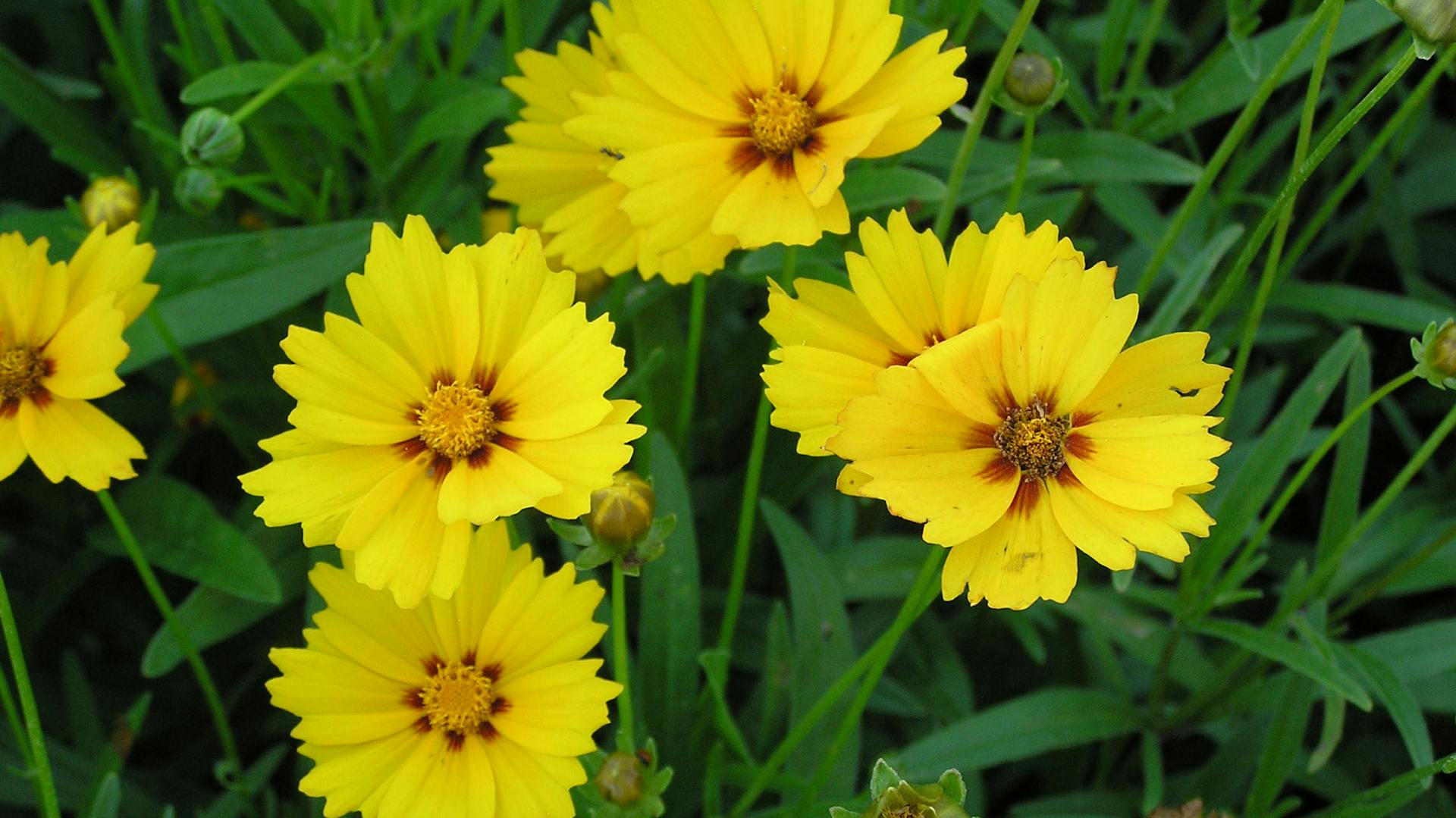 Ein gelb blühendes Mädchenauge wächst im Beet.