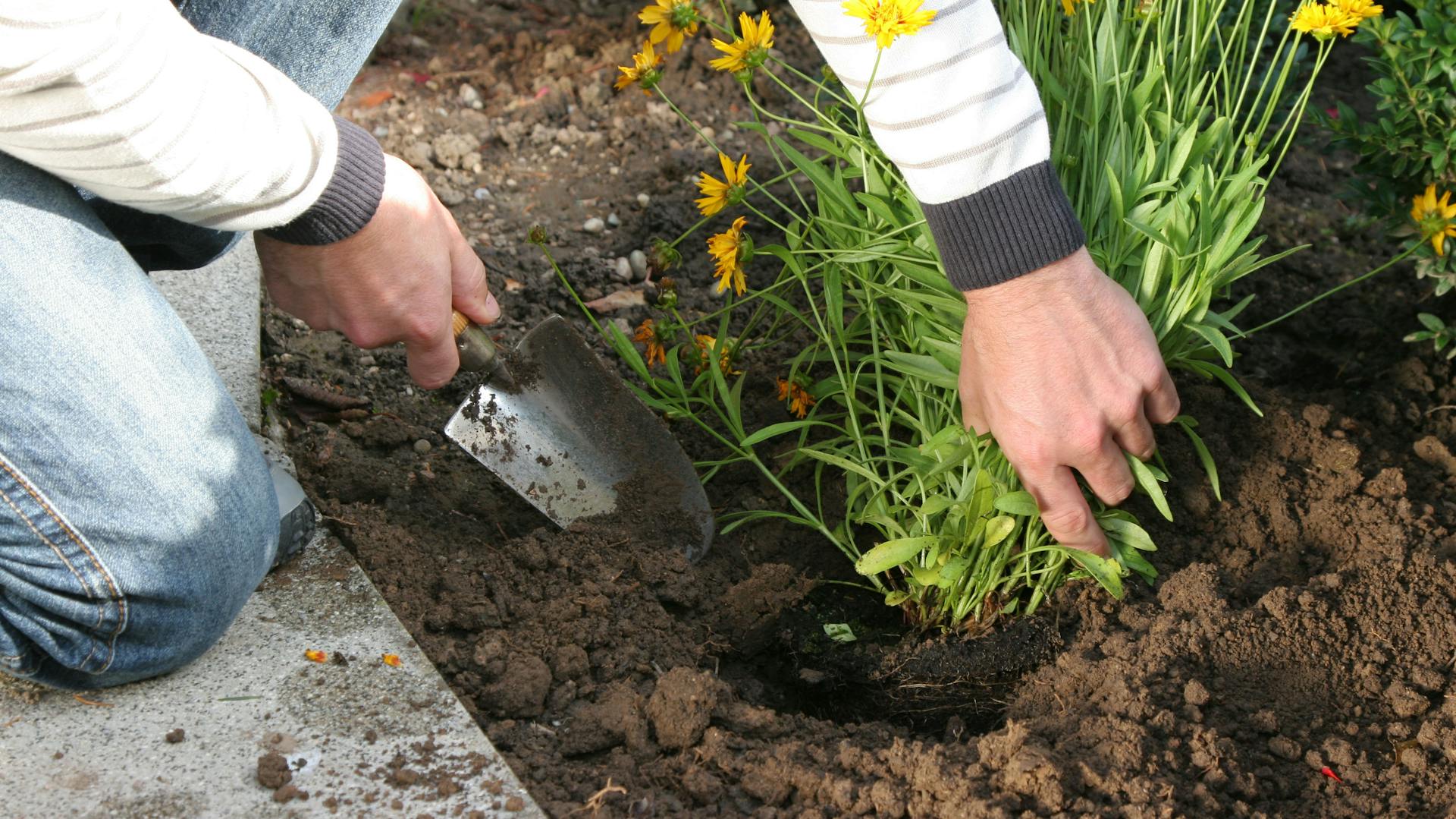 Jemand pflanzt ein Mädchenauge mit einem Spaten ins Beet.