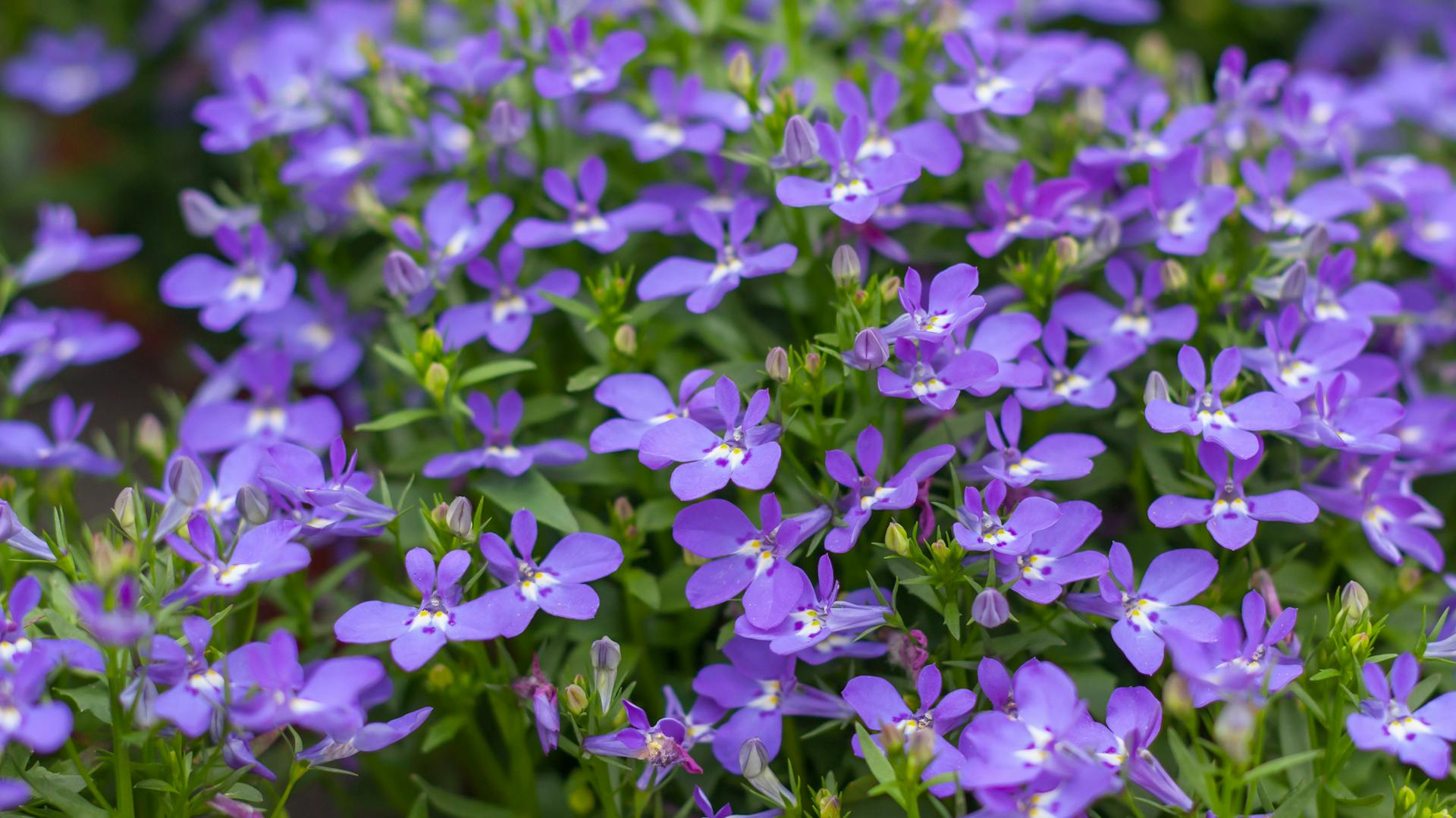 Blühender Männertreu