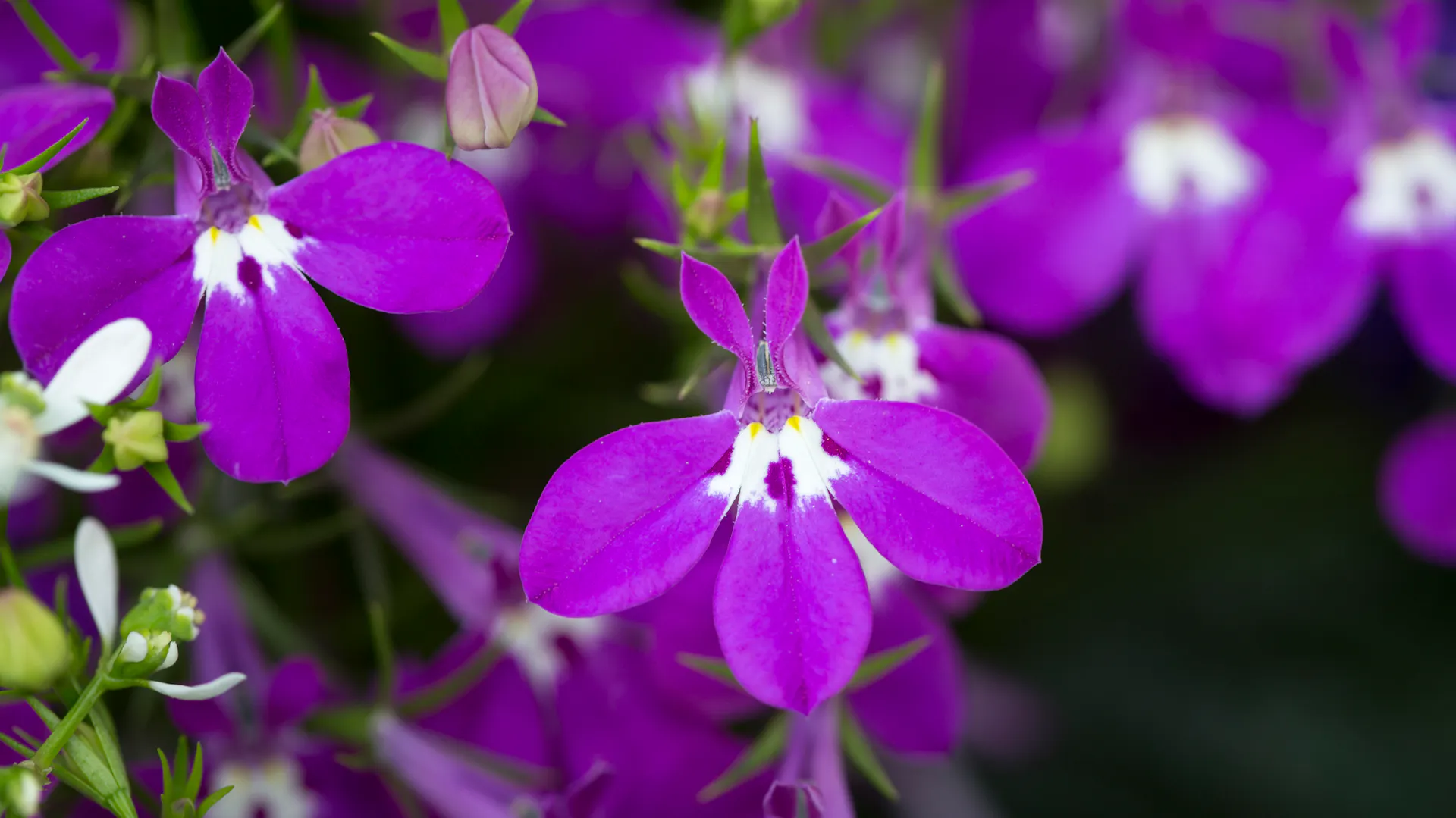 Blüten am Männertreu