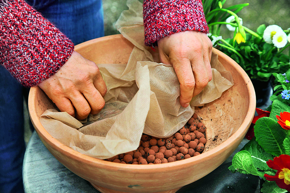 Männertreu pflanzen und pflegen So geht das OBI