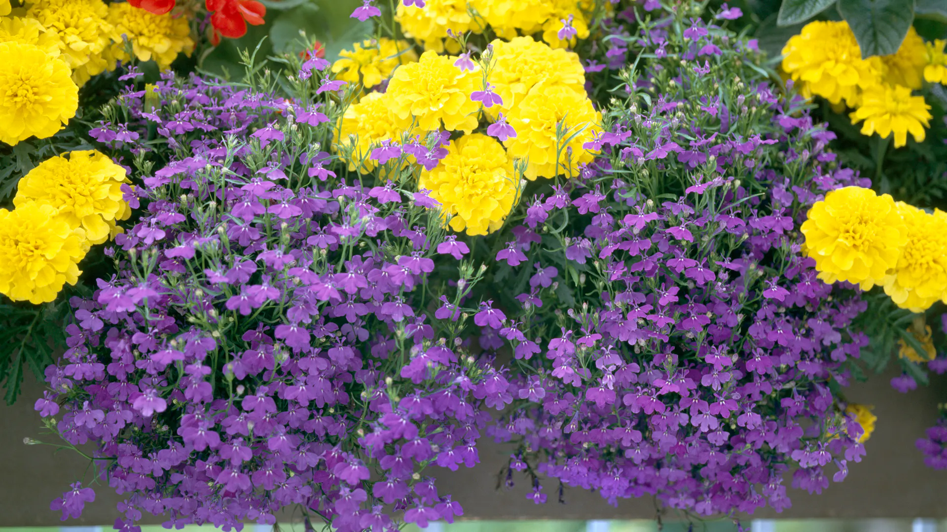 Männertreu im Balkonkasten mit gelben und roten Blumen