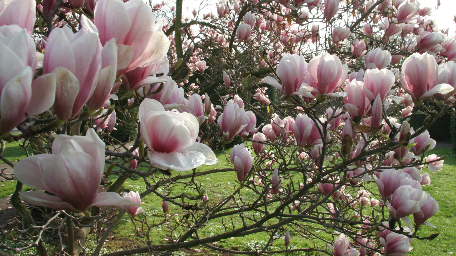 Blühende Magnolien