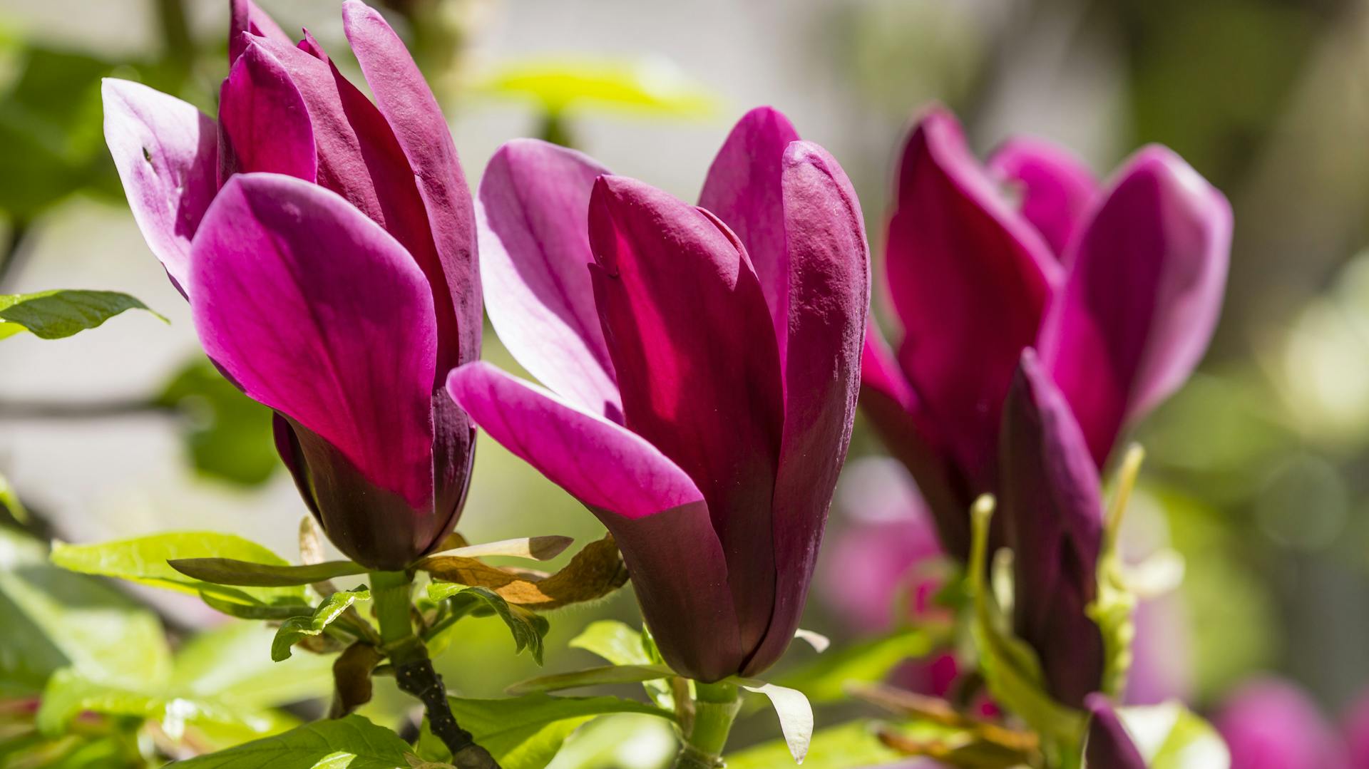 Blühende Purpur-Magnolie