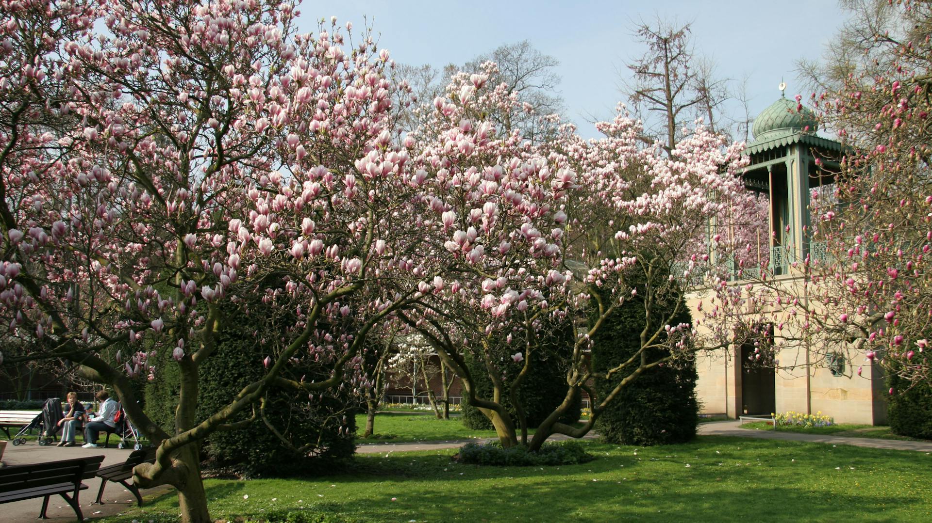 Zwei Magnolien im Park