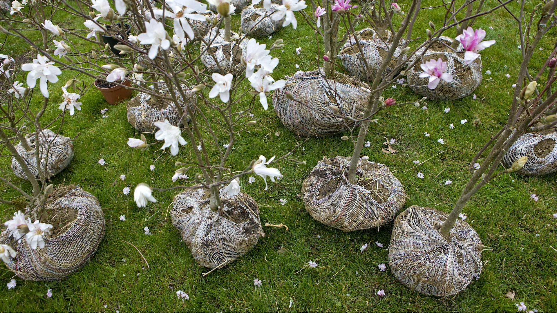 Einzelne Magnolien mit verpackten Wurzeln vor der Pflanzung.