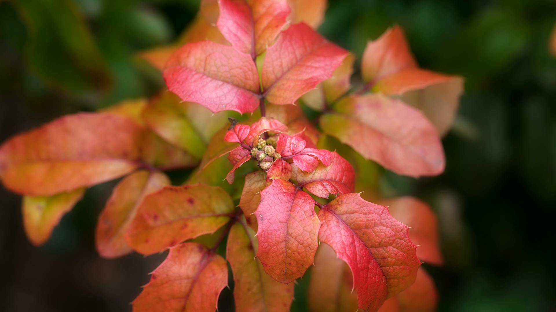 Rote Blätter der Mahonie