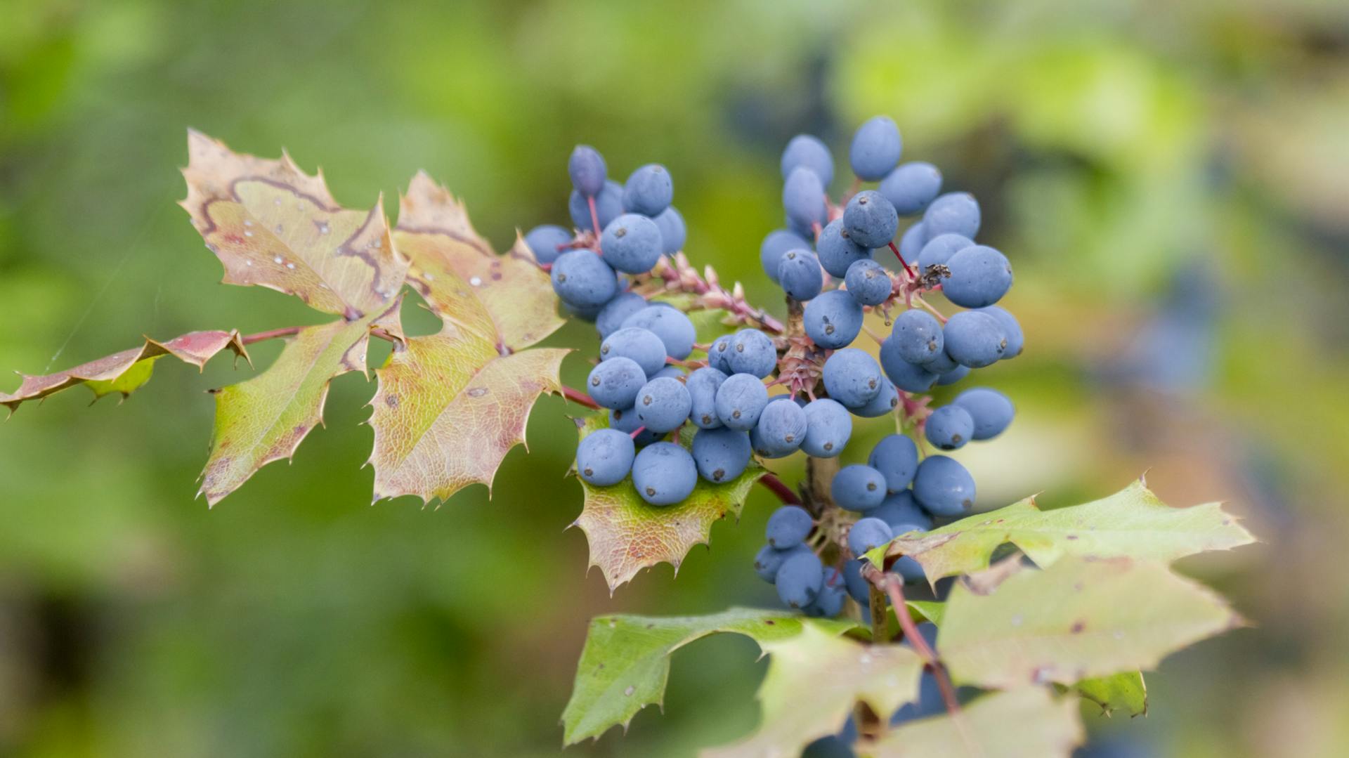 Blaue Beeren an der Mahonie