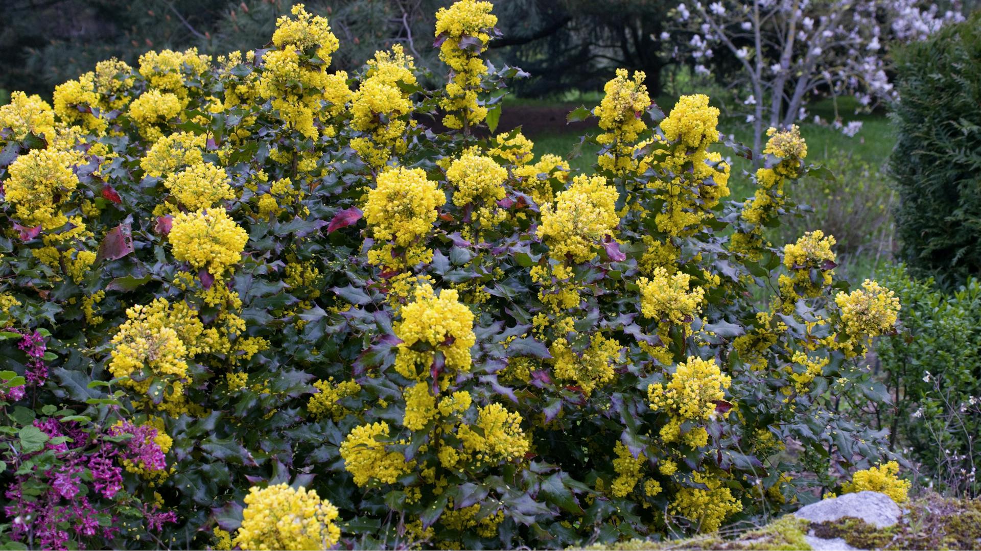 Mahonie mit gelben Blüten im Beet