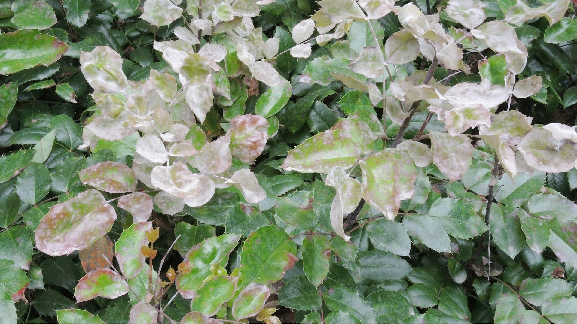 Mehltau an der Mahonie