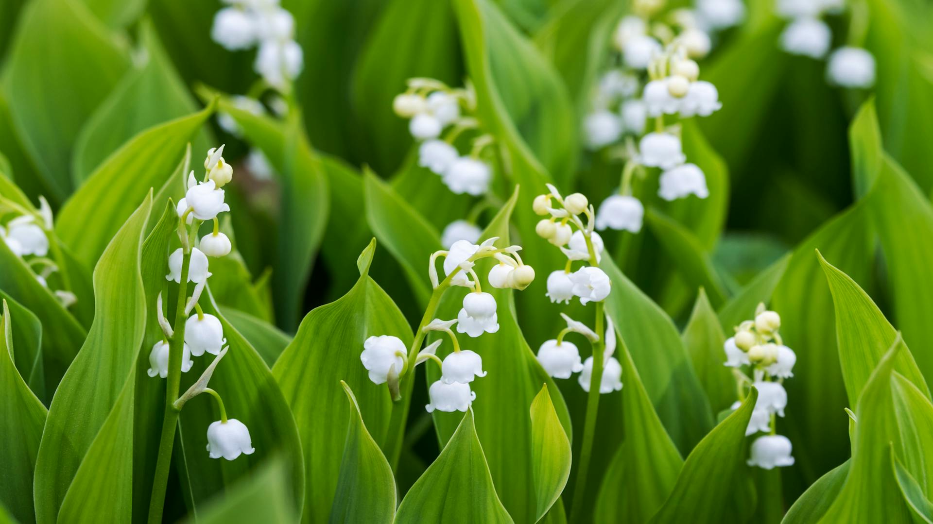 Nahaufnahme von blühenden Maiglöckchen.