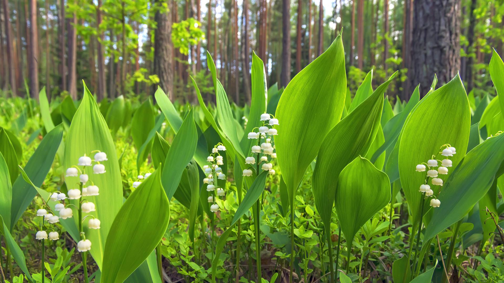 Maiglöckchen – Eigenschaften und Wissenswertes | OBI