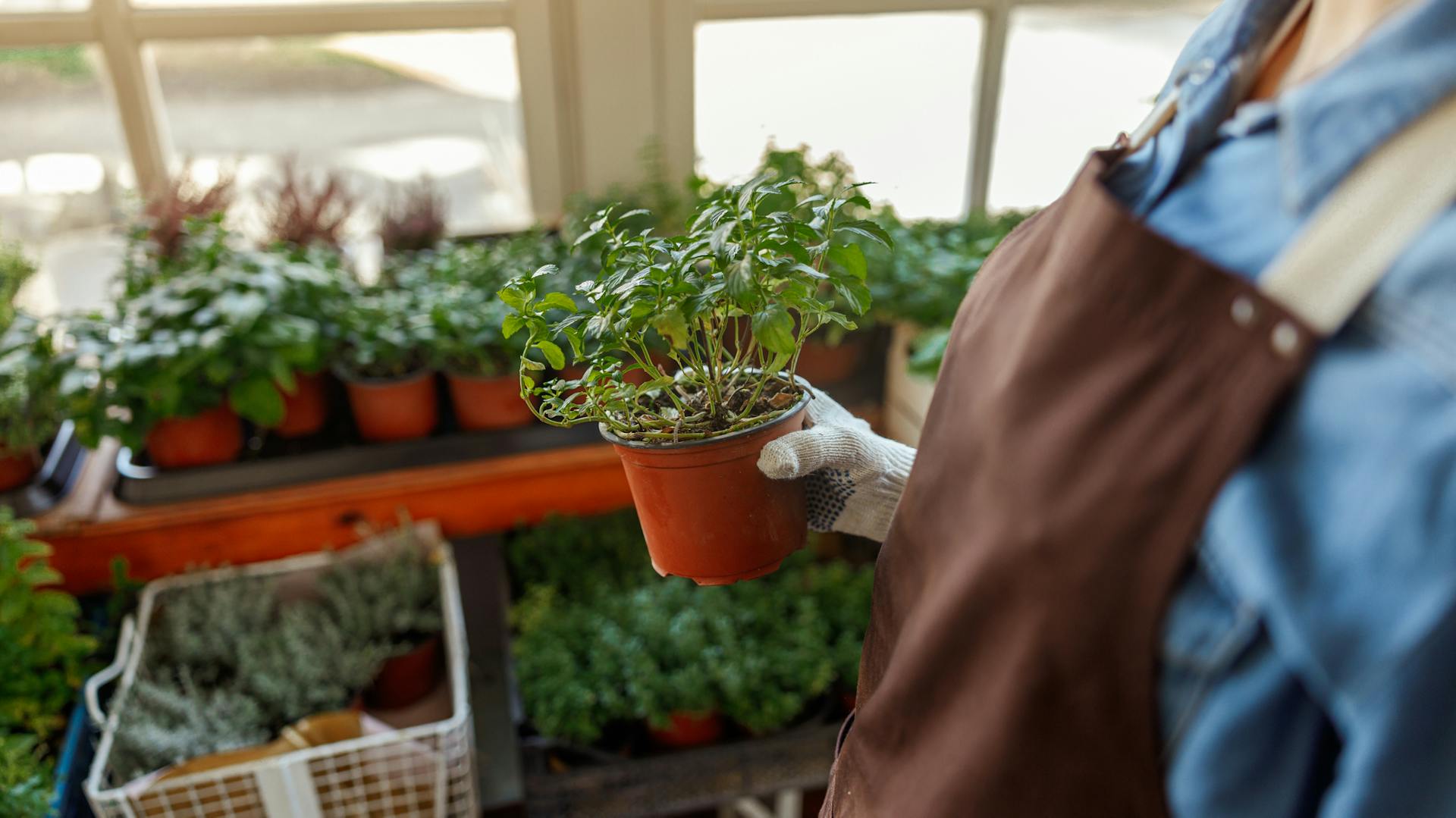 Majoran in einem Pflanztopf