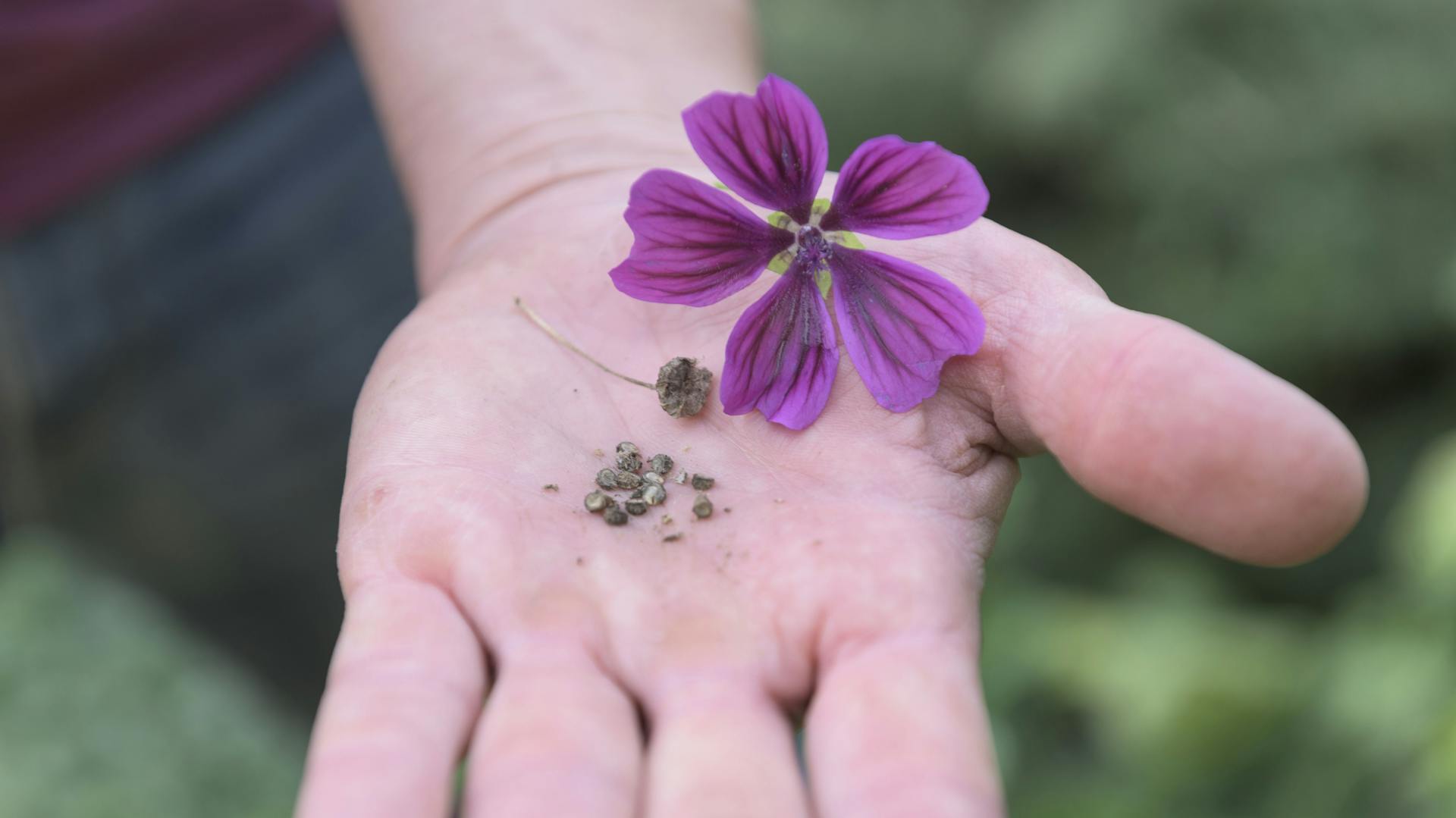 Person hat Blüte der Mauretanischen Malve in offener Handfläche.