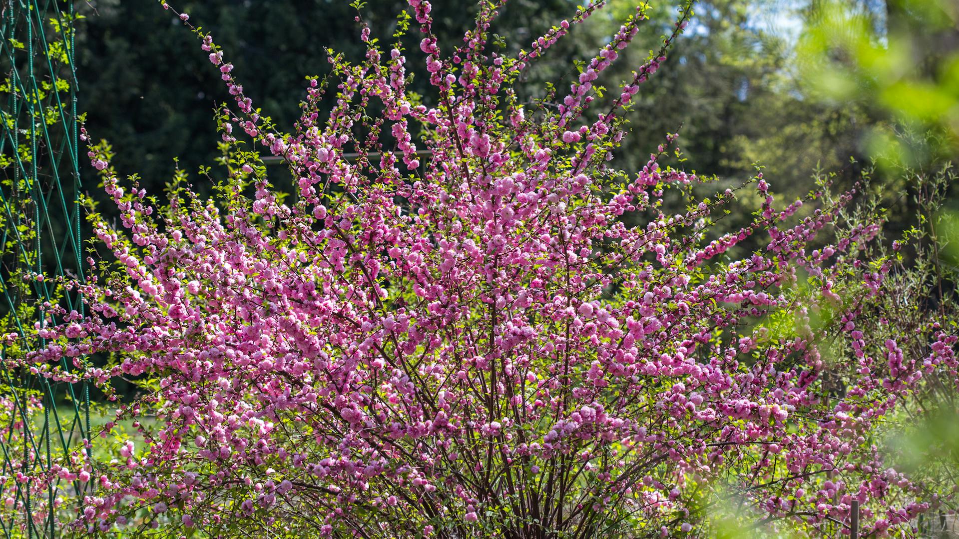 Das Mandelbäumchen blüht in rosa.