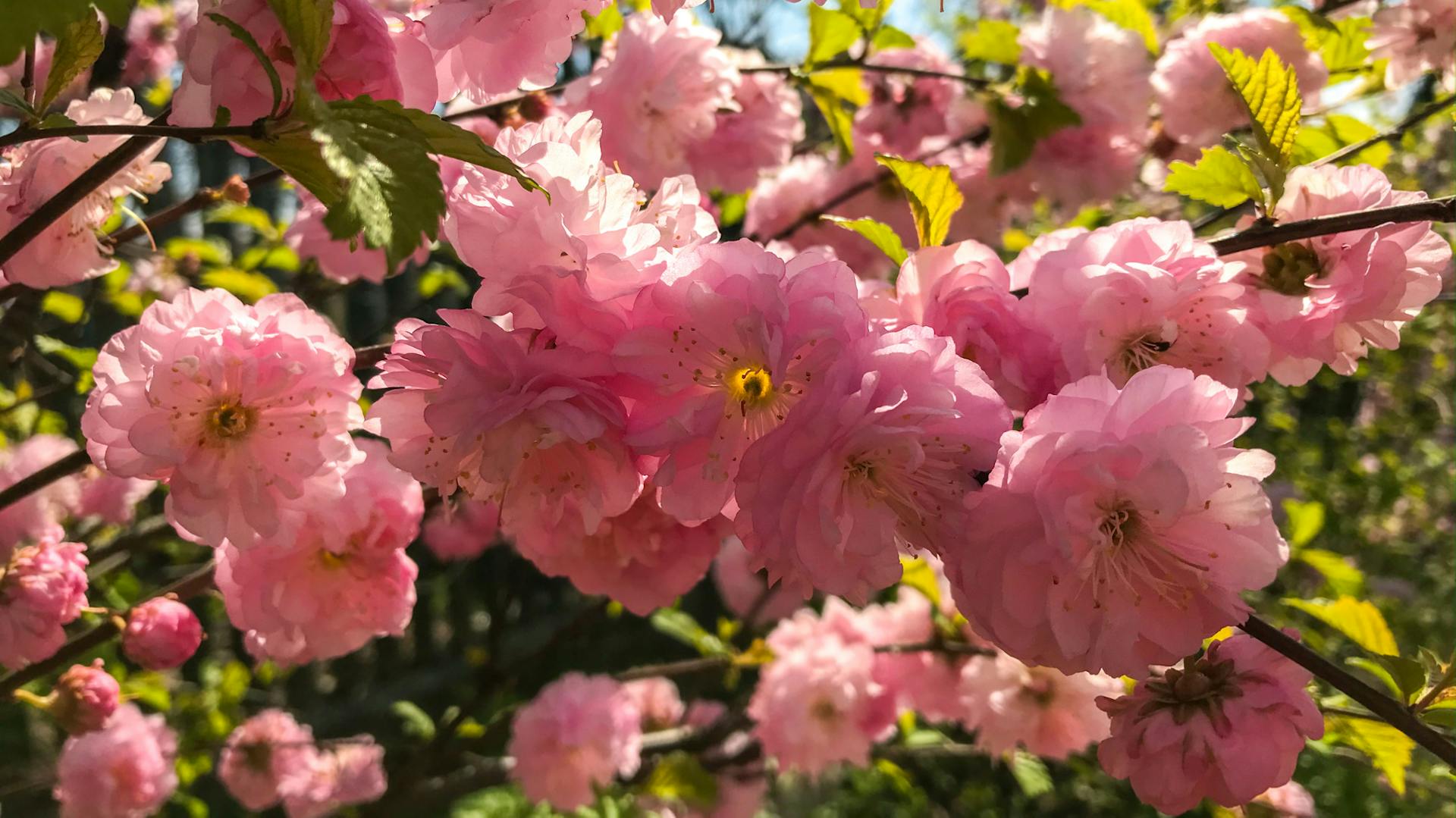 Die rosa Blüten des Mandelbäumchens blühen.