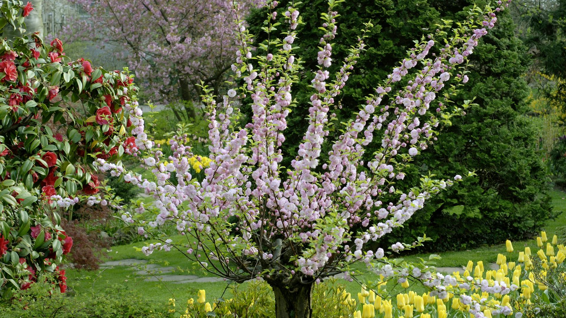 Ein Mandelbäumchen blüht im Garten.