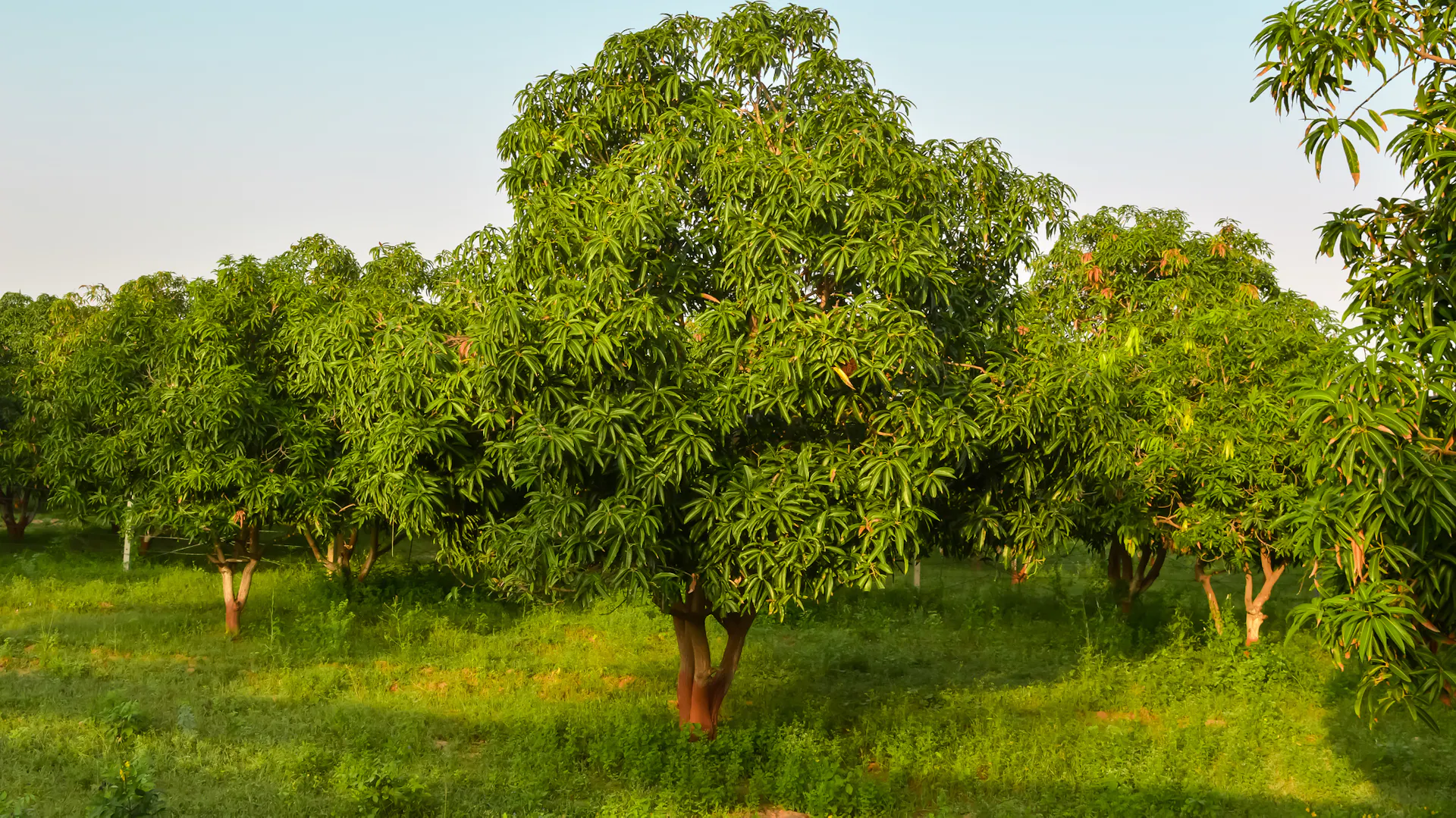Mangobaum im Garten