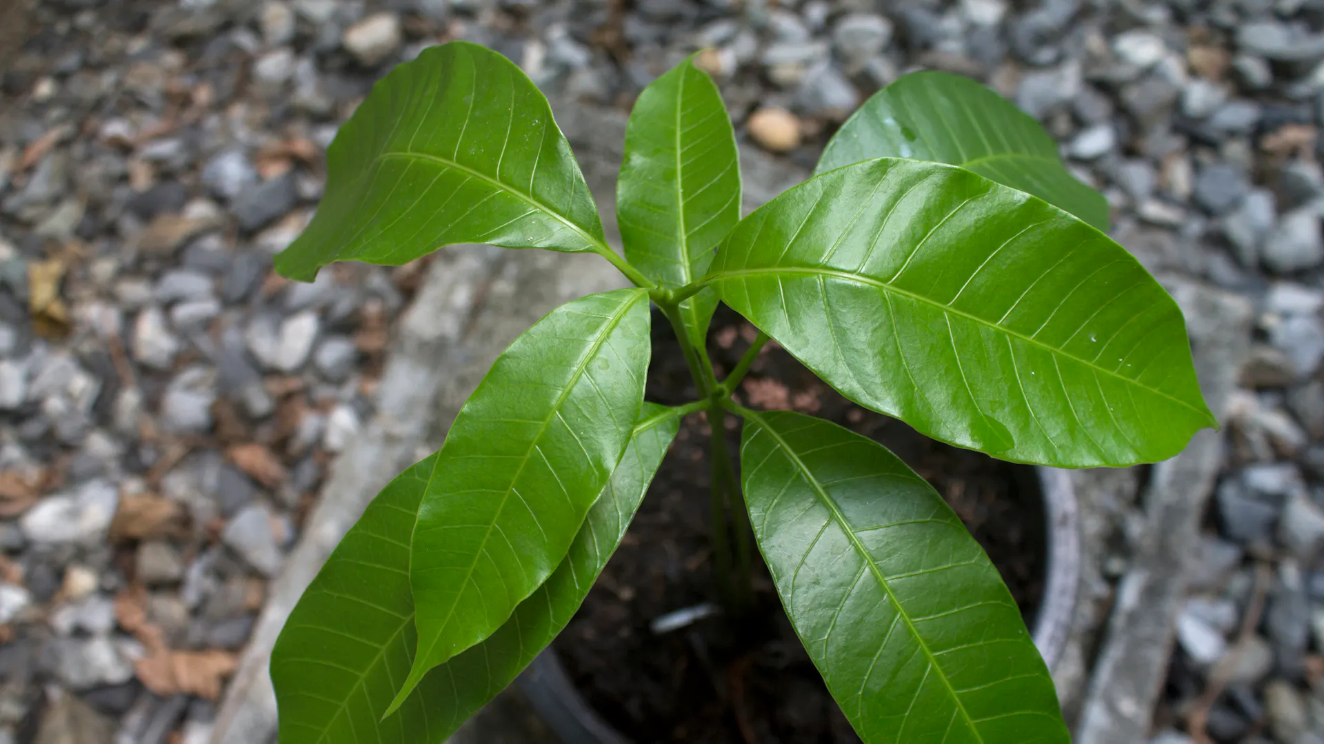 Junger Mangobaum im Topf