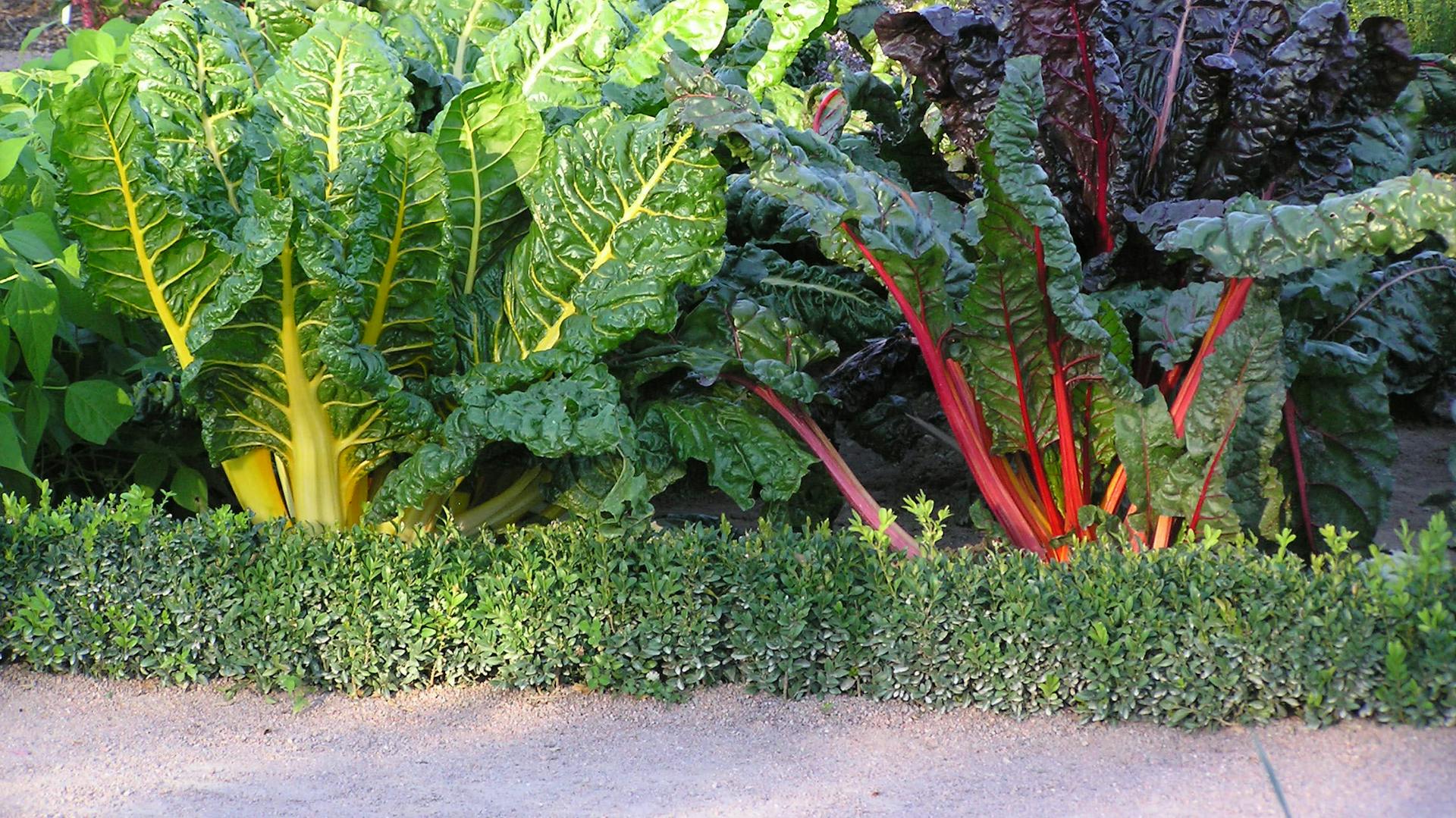 Mangold wächst in einem Beet im Garten.