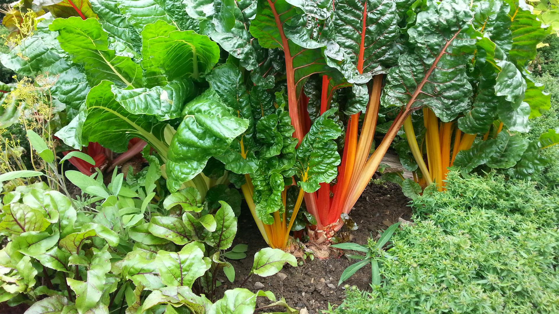 Üppig wachsender Mangold in einem Beet.