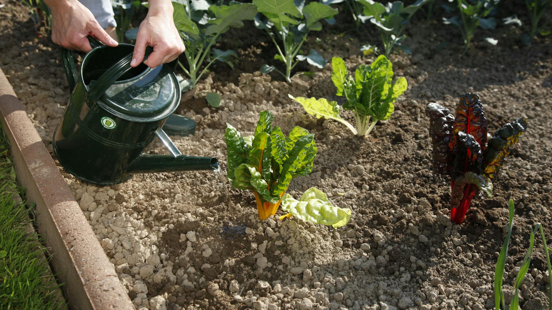 Jemand gießt Mangold im Beet mit einer Gießkanne.