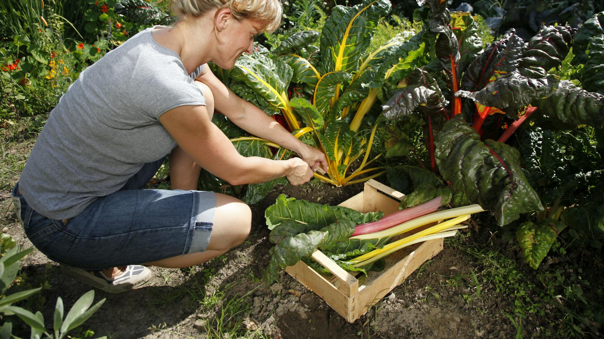 Eine Frau erntet Blätter des Mangolds.