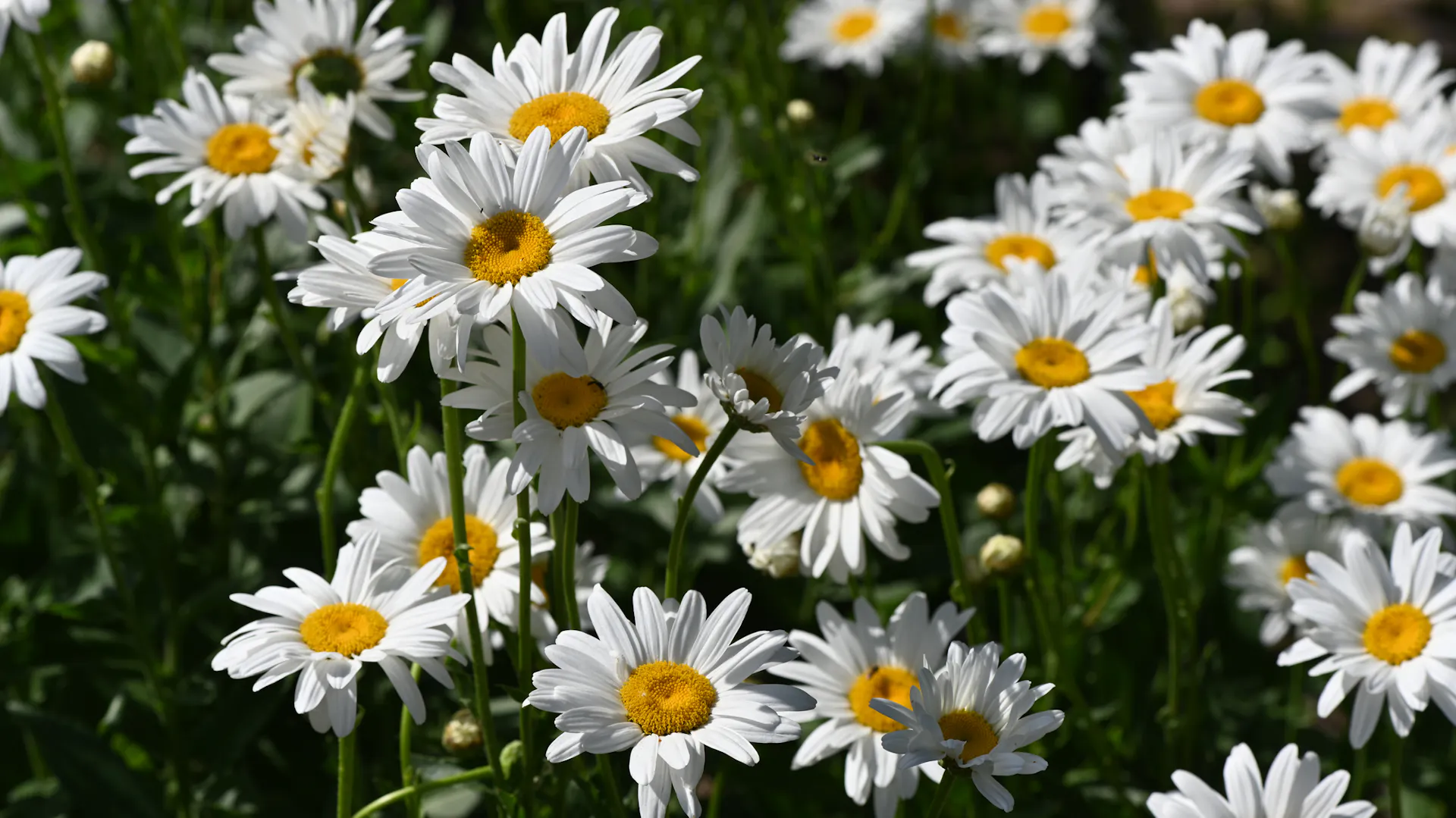Blühende Margeriten