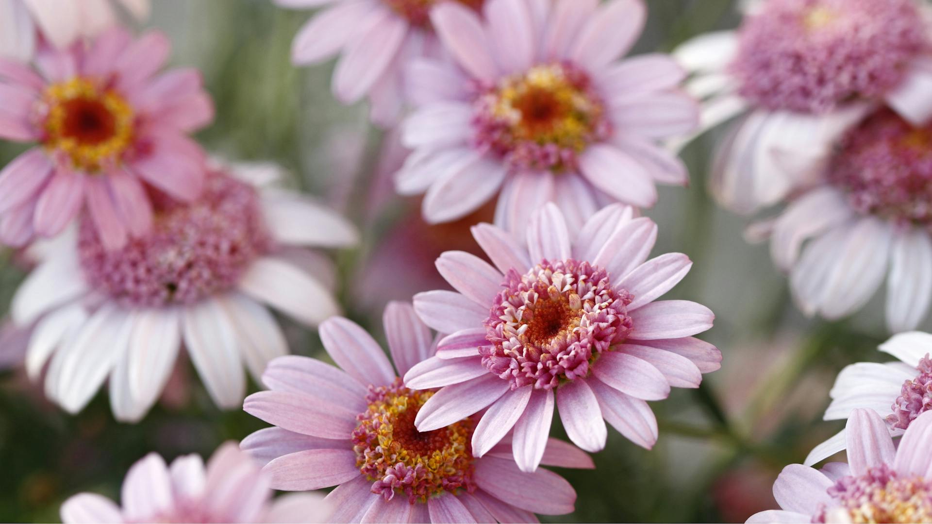 Nahaufnahme einer rosafarbenen Strauchmargerite