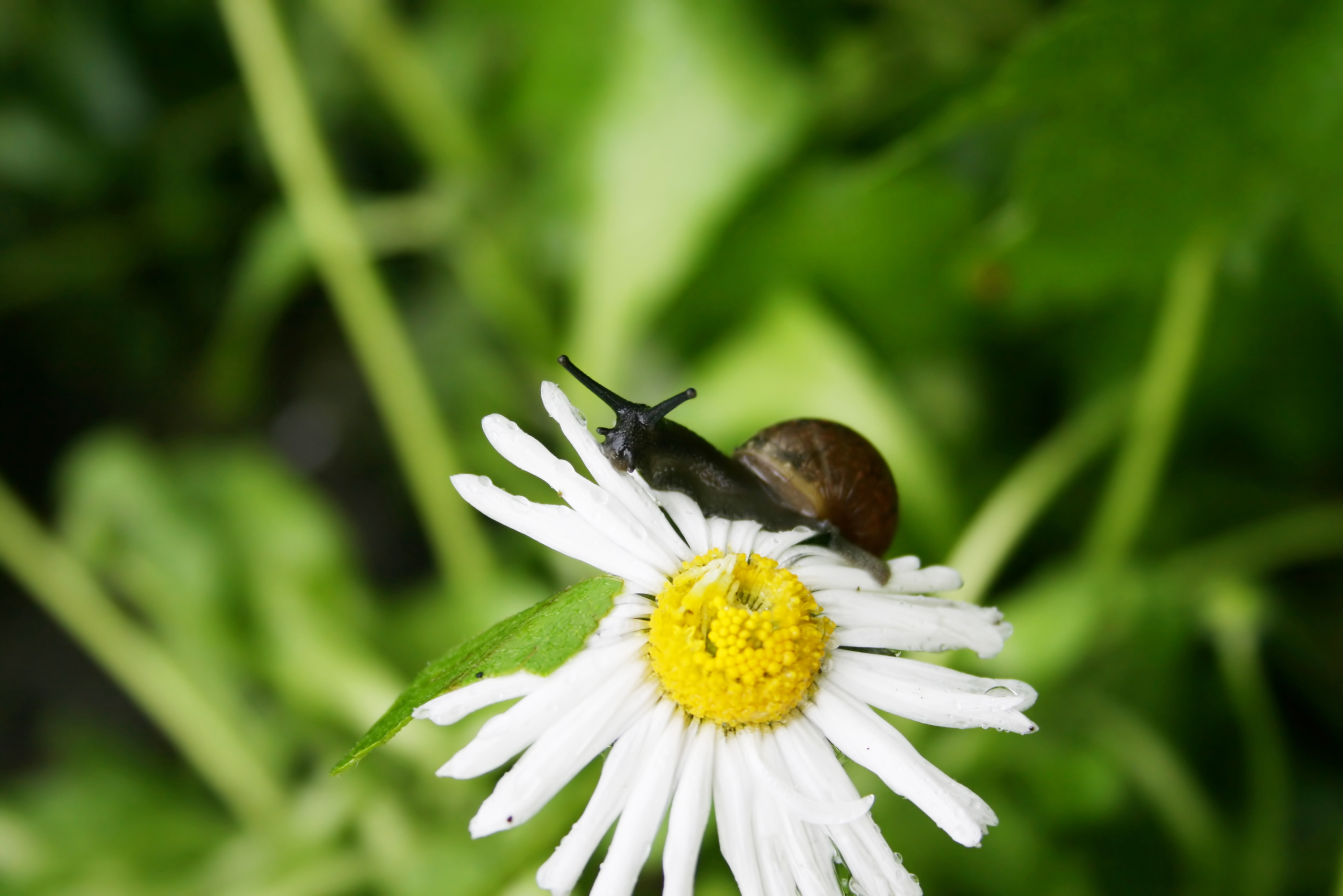 Nahaufnahme einer Schnecke auf einer Margerite