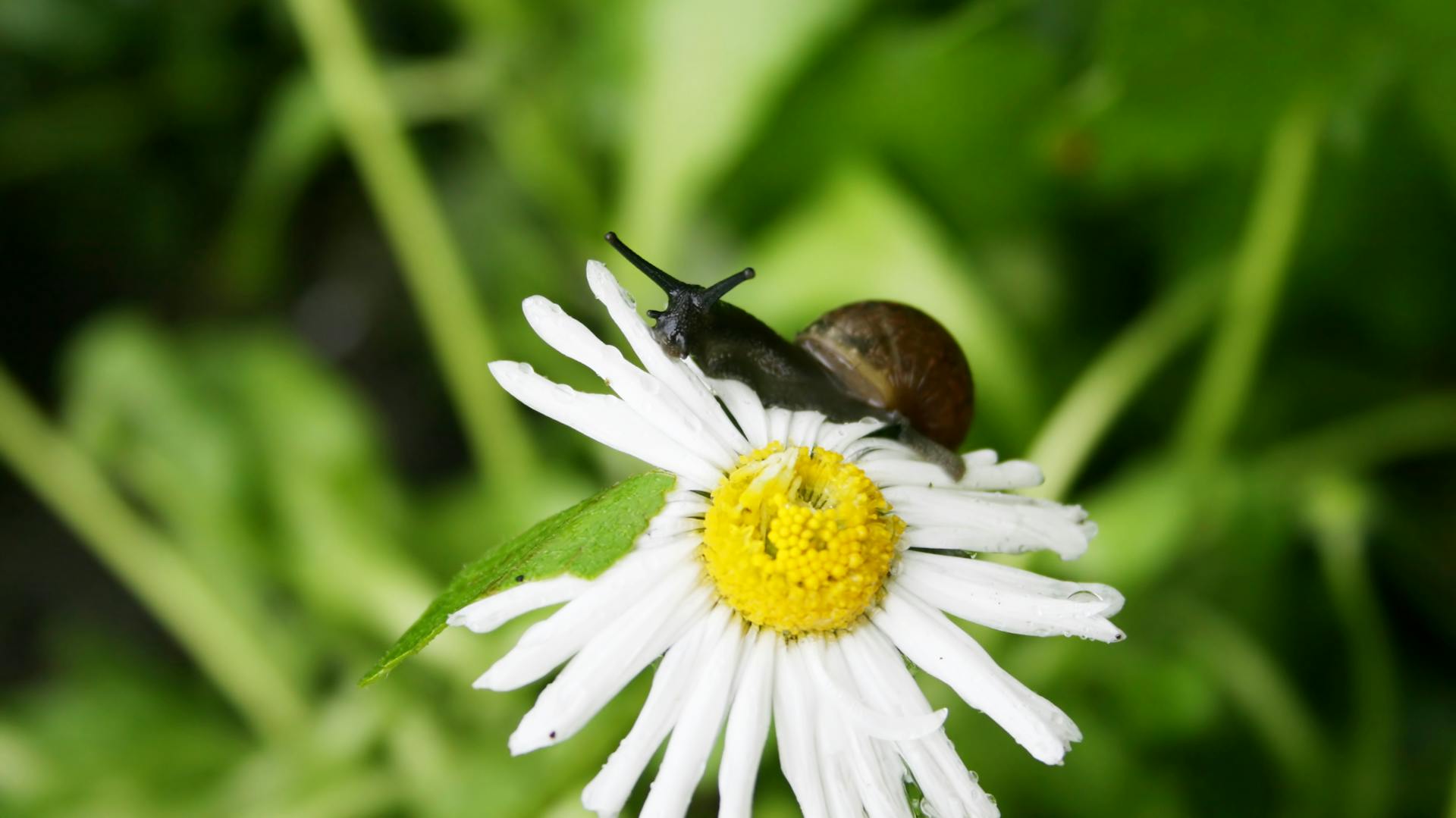 Nahaufnahme einer Schnecke auf einer Margerite