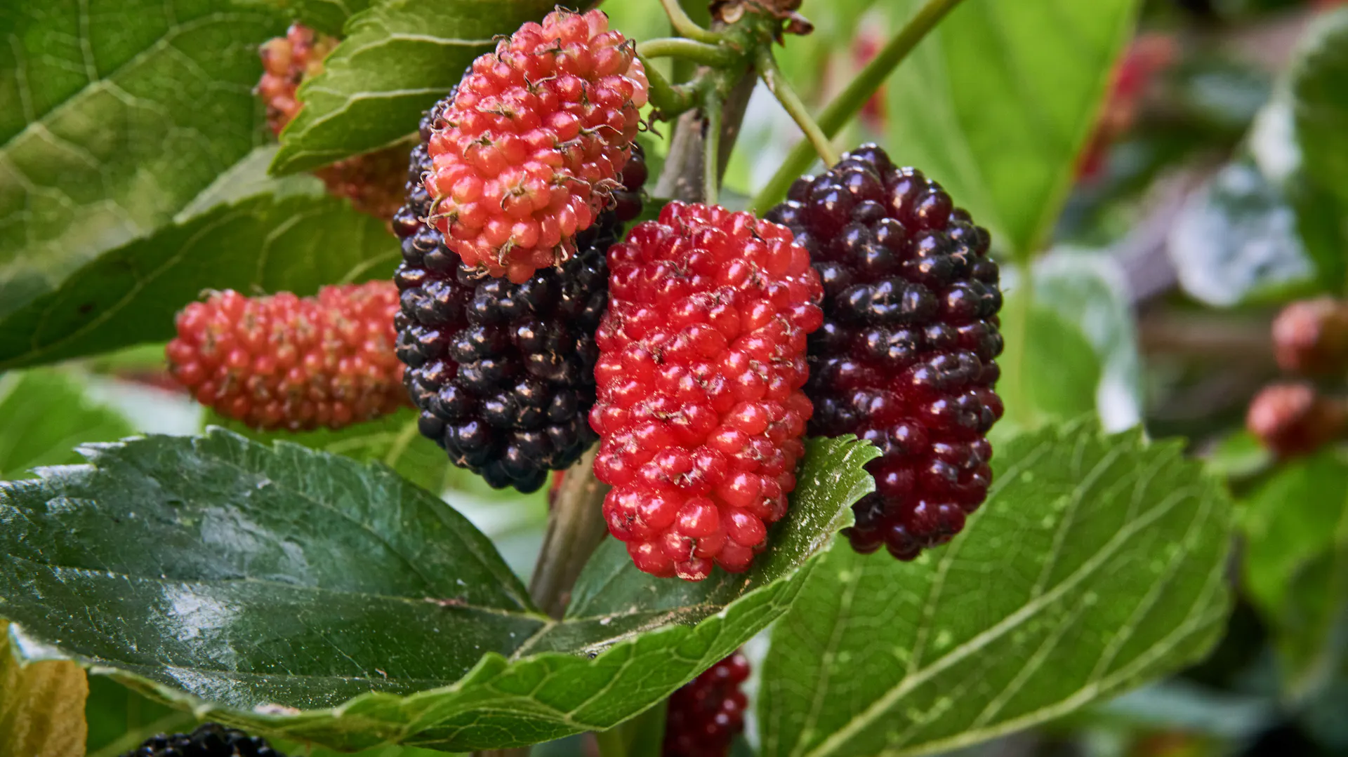 Maulbeeren am Maulbeerbaum