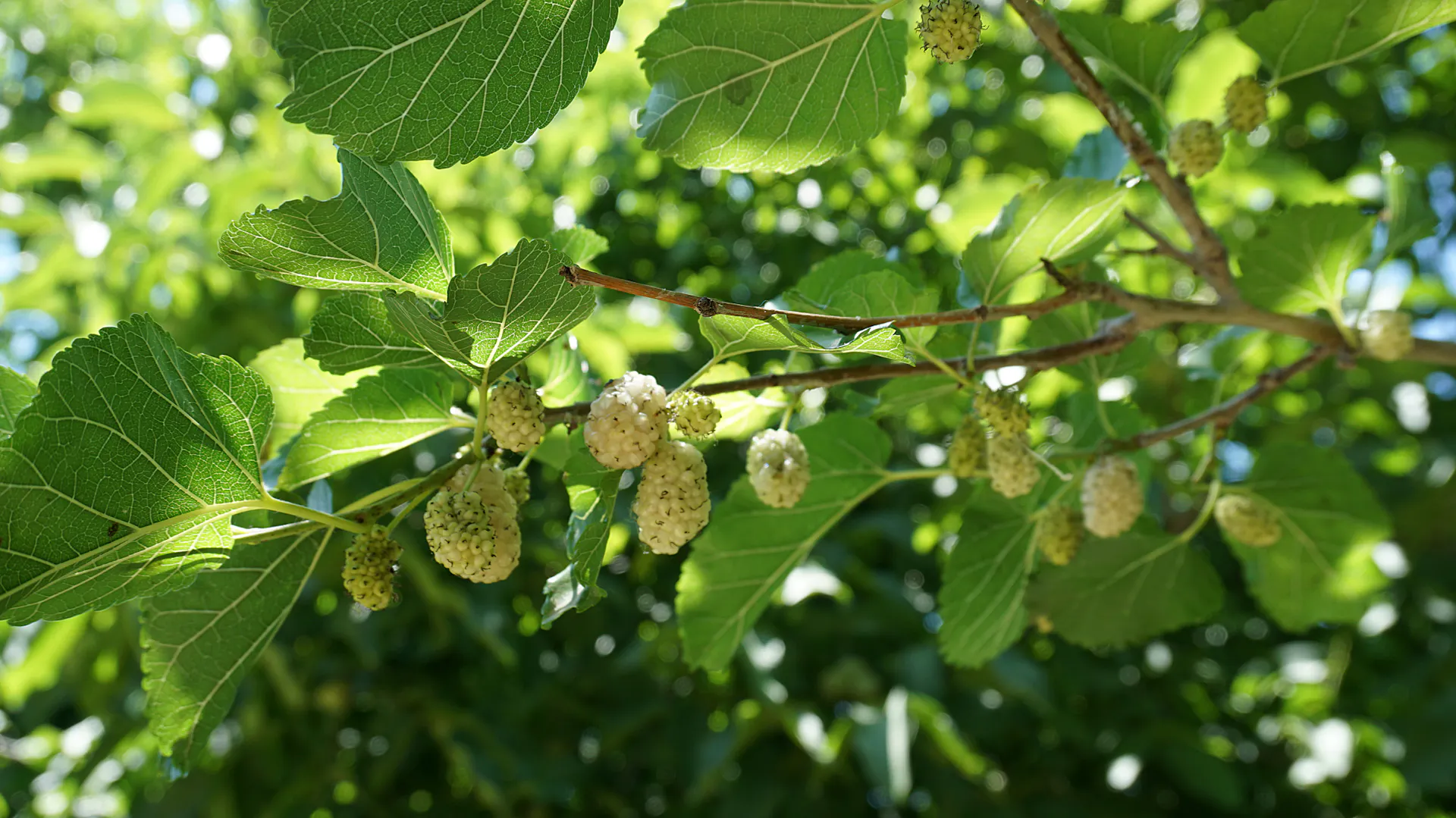 Weiße Maulbeeren