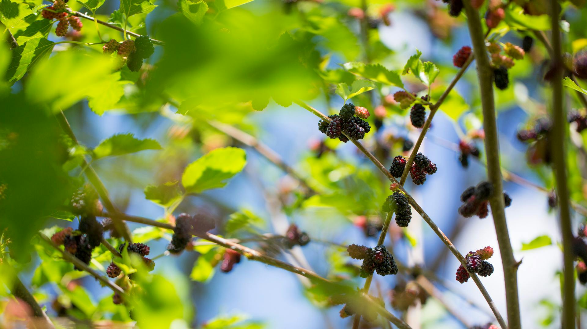 Früchte hängen an einem Maulbeerbaum.