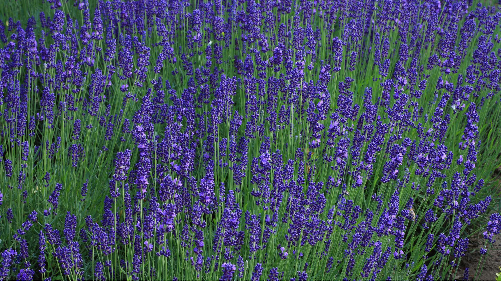 Blühender Lavendel
