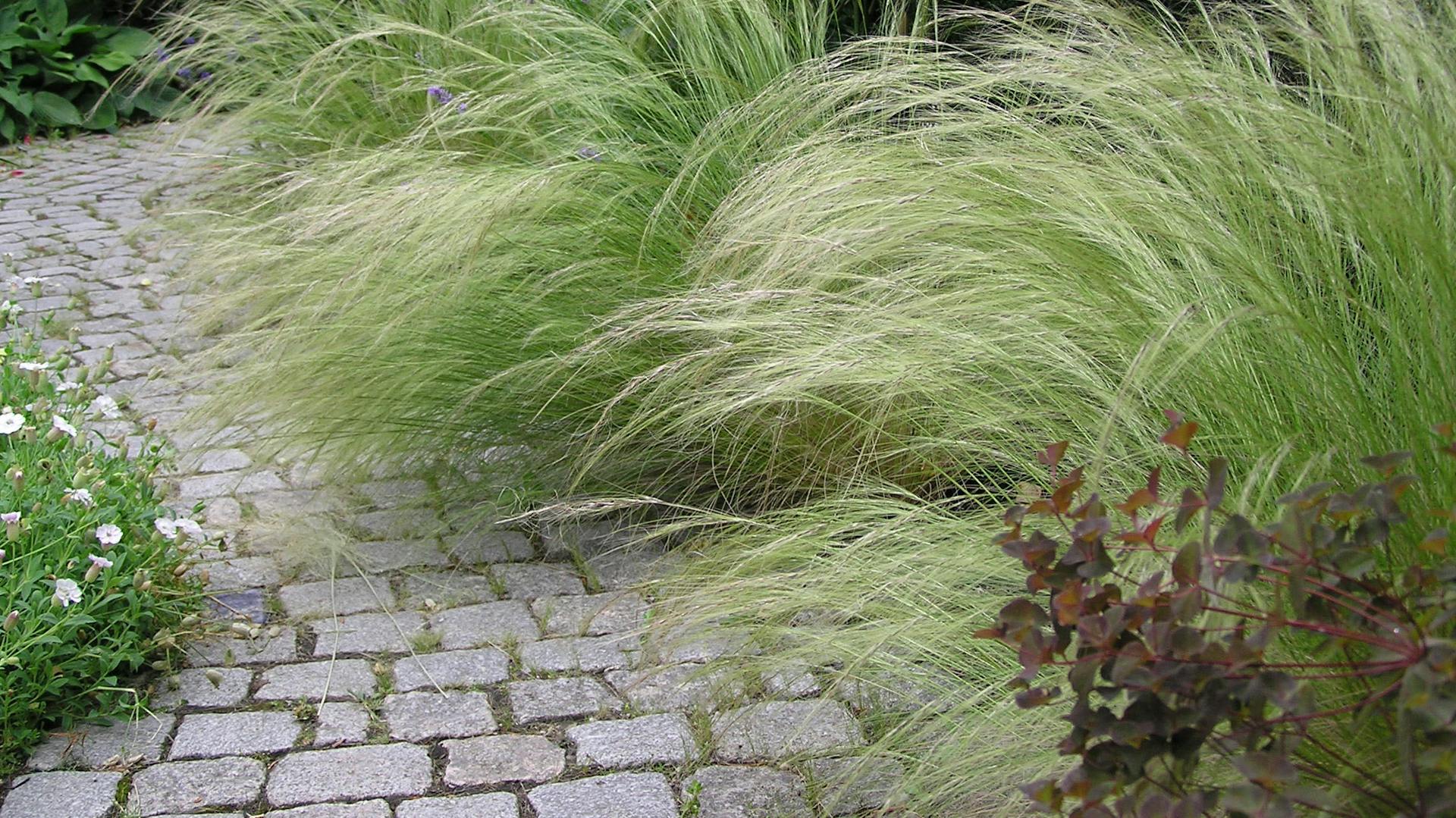 Zartes Federgras im Garten