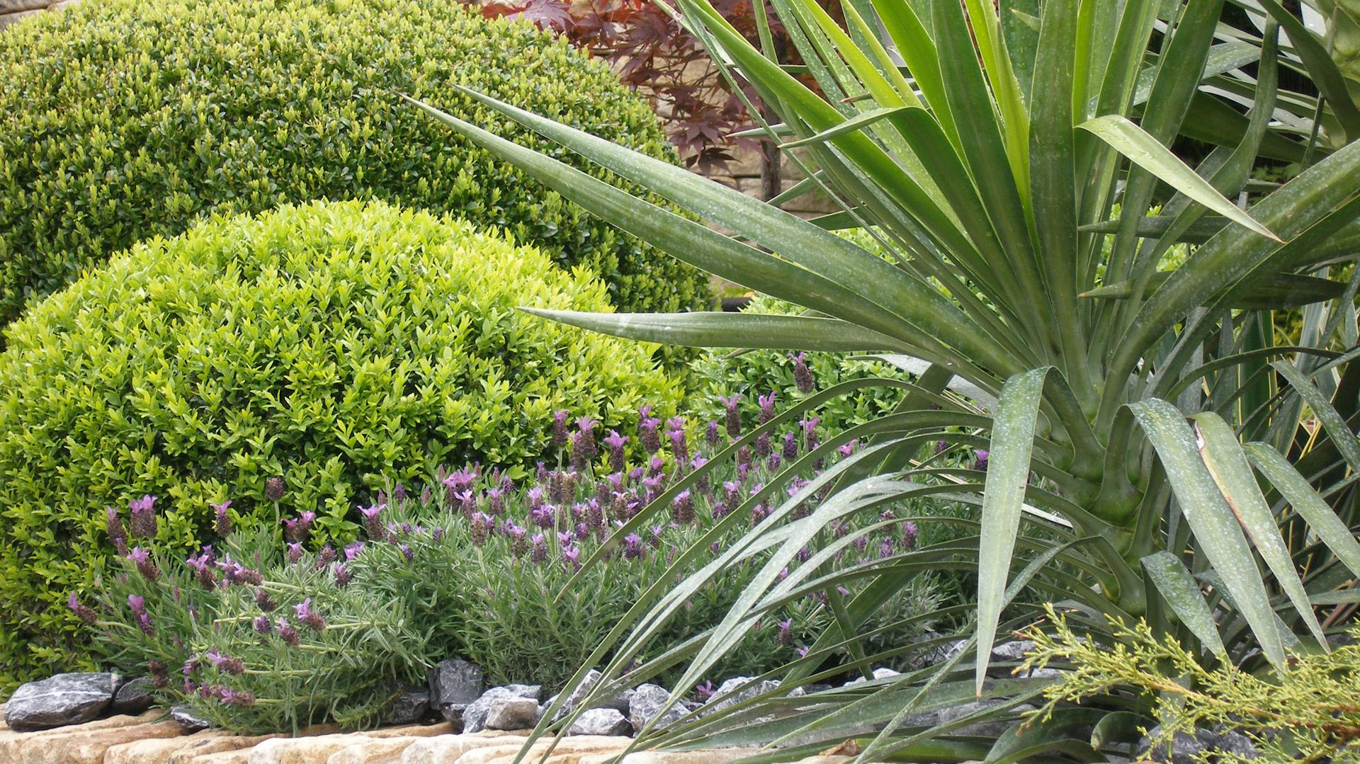 Palmlilie im mediterranen Garten