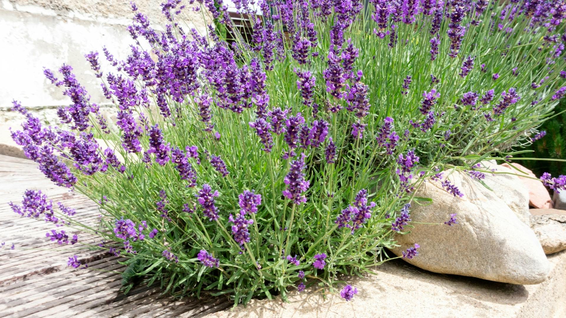 Zwei Lavendelbüsche auf hellem Steinboden.
