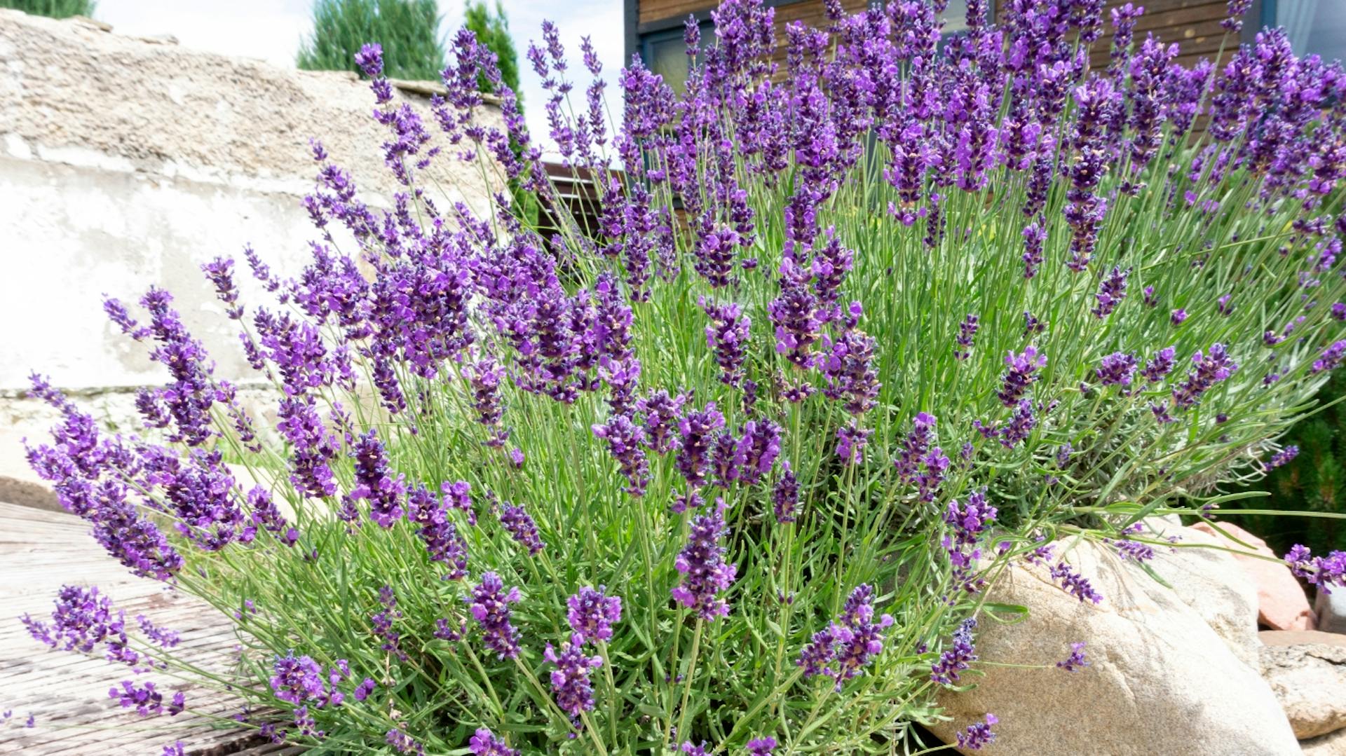 Blau-violett blühender Lavendelstrauch im Garten.
