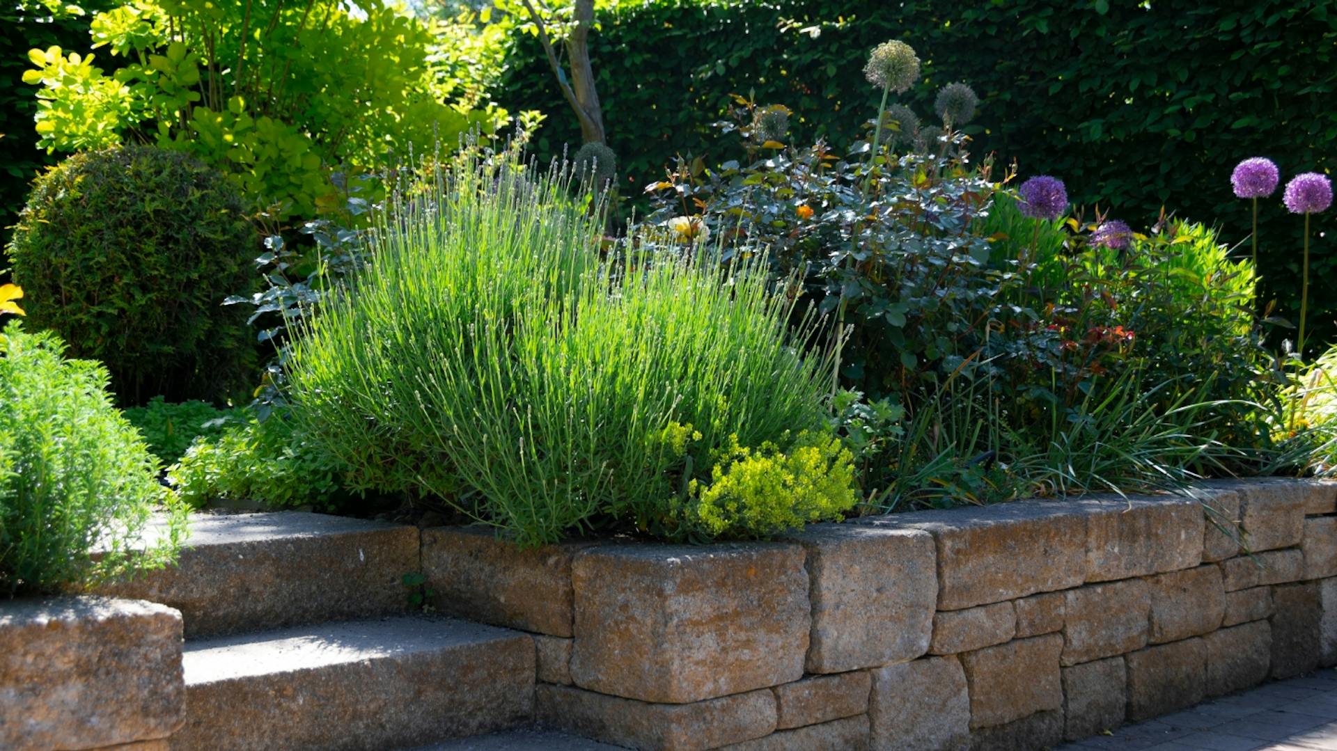 Mauer mit mediterranen Pflanzen und Kräutern bepflanzt.